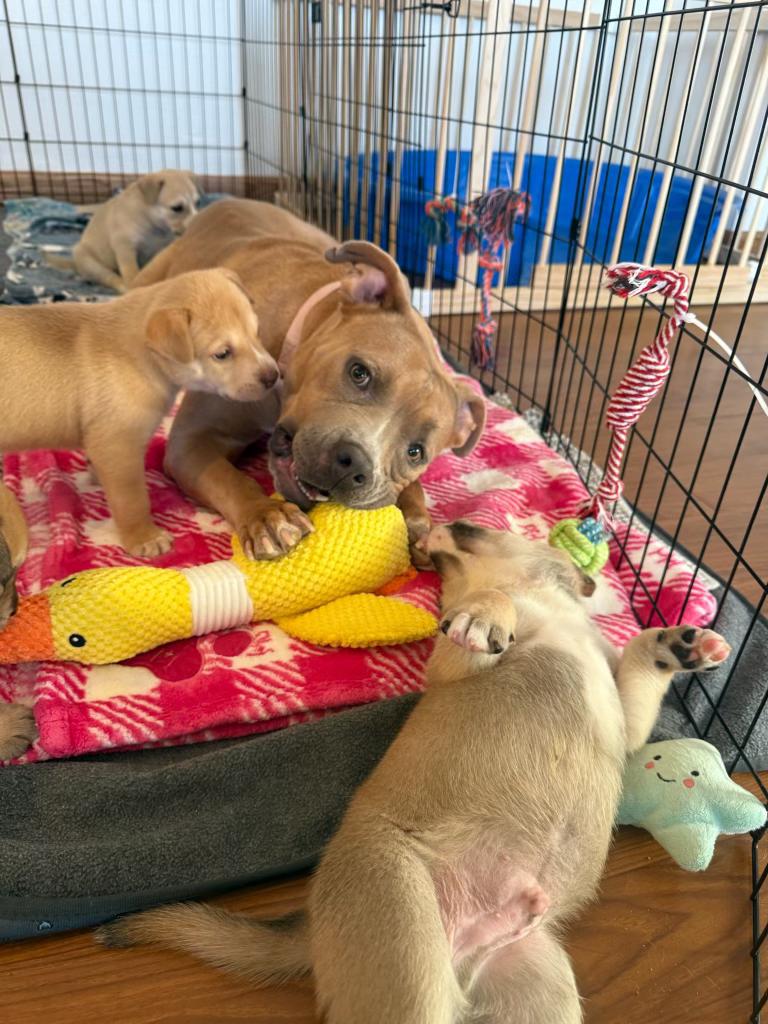 Enlarge Kiki, a Adoptable mixed breed in Laguna Beach, CA image 6/6