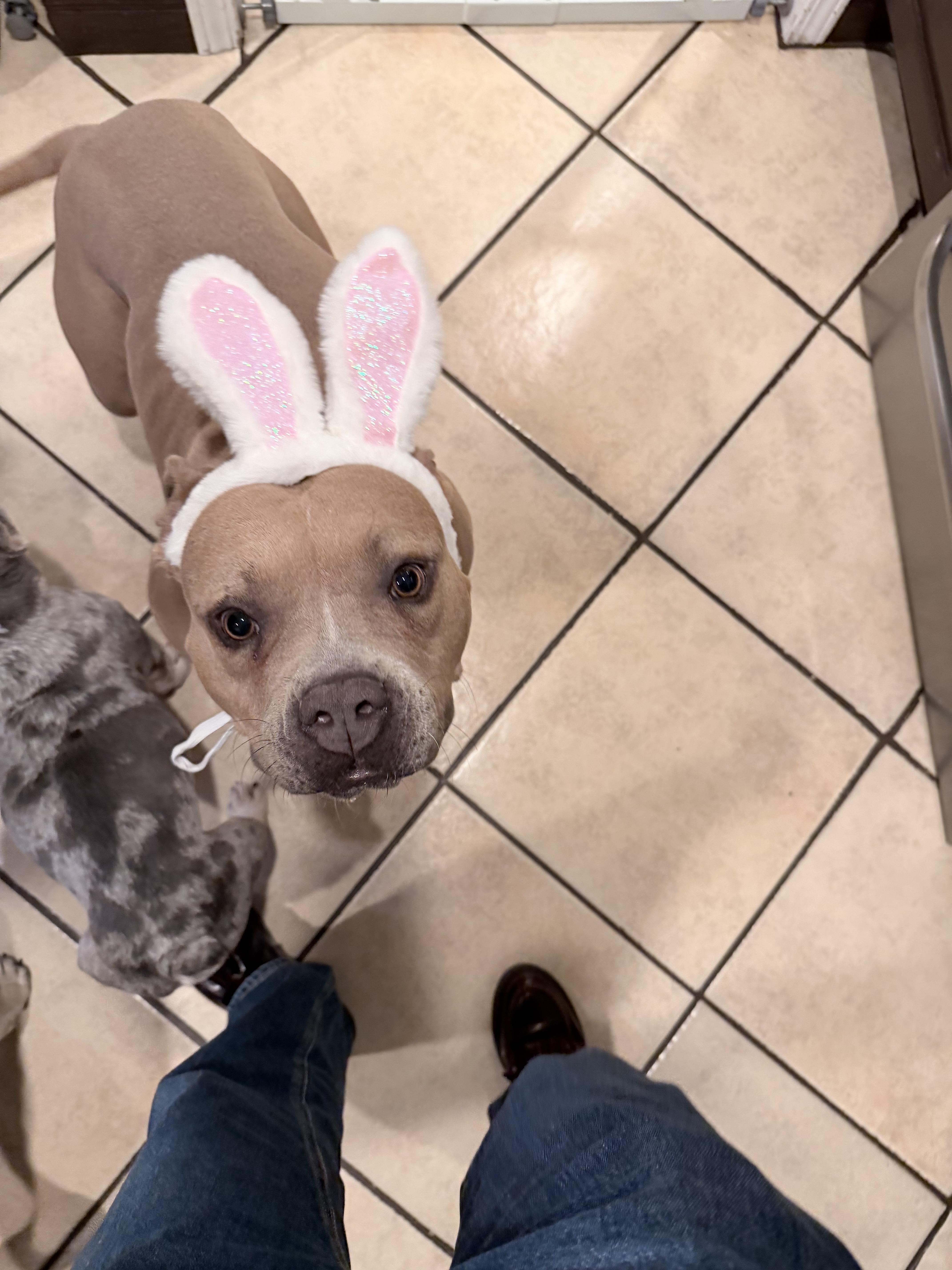 Enlarge Kiki, a Adoptable mixed breed in Laguna Beach, CA image 2/6