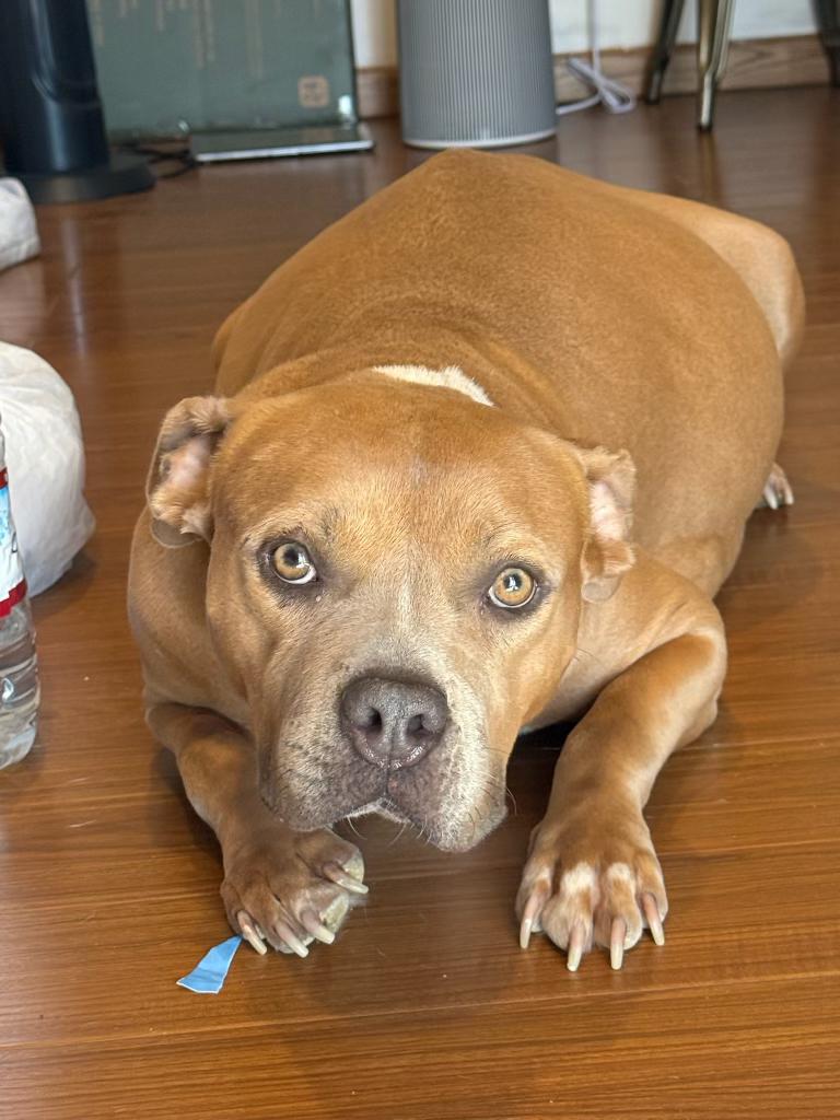 Enlarge Kiki, a Adoptable mixed breed in Laguna Beach, CA image 4/6
