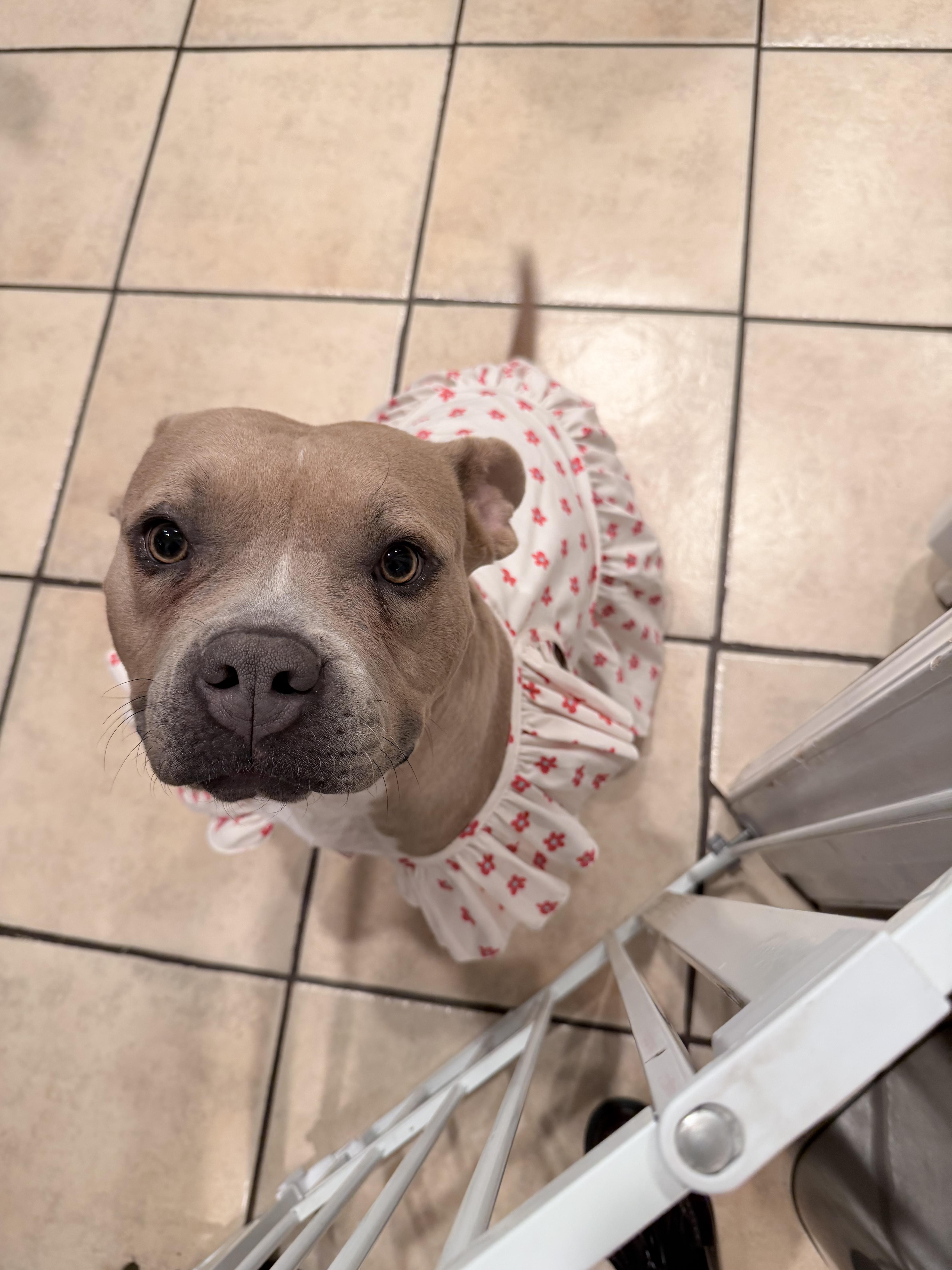 Kiki, Adoptable, Young Female Staffordshire Bull Terrier.