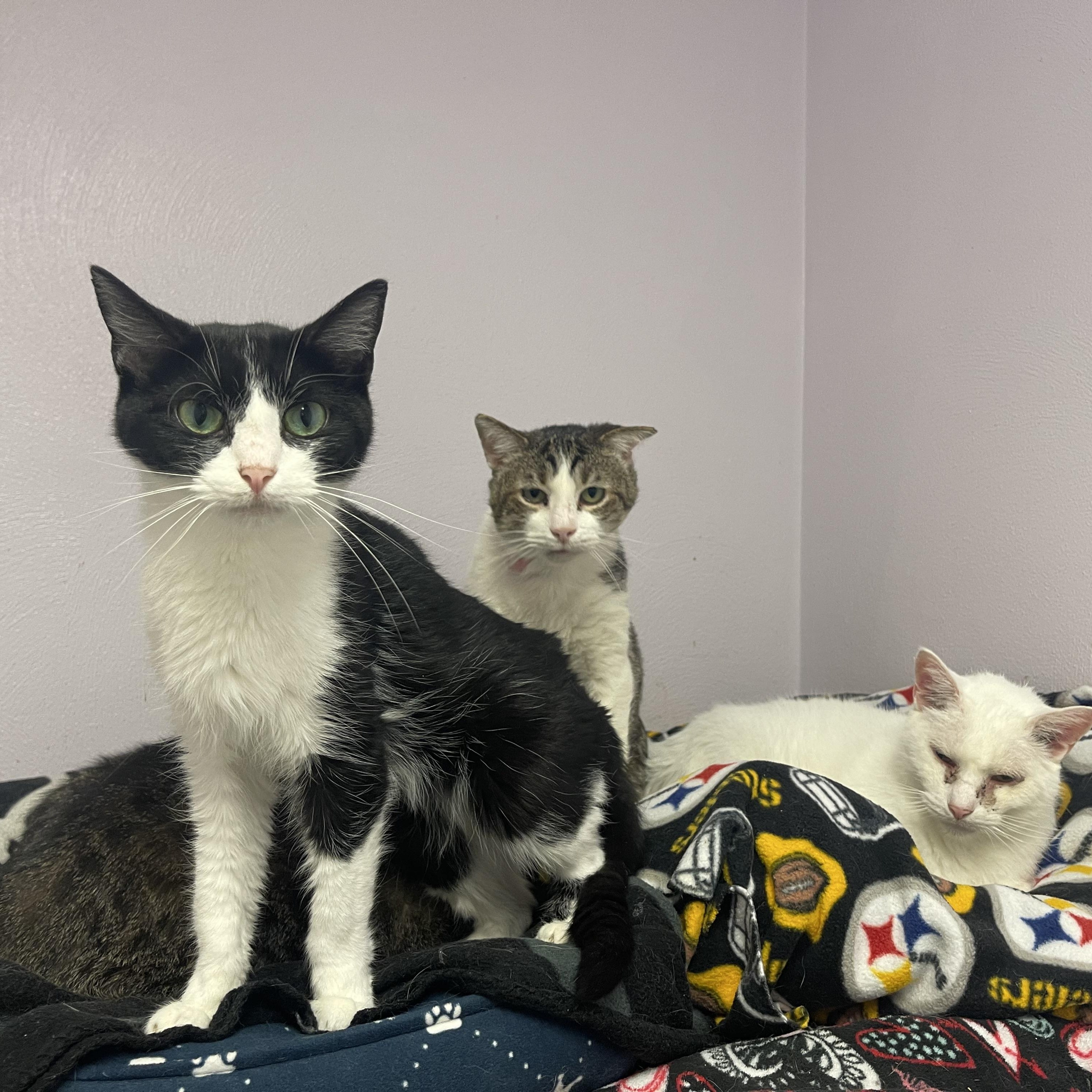 Enlarge Willow, a Adoptable Domestic Short Hair in Indiana, PA image 2/4