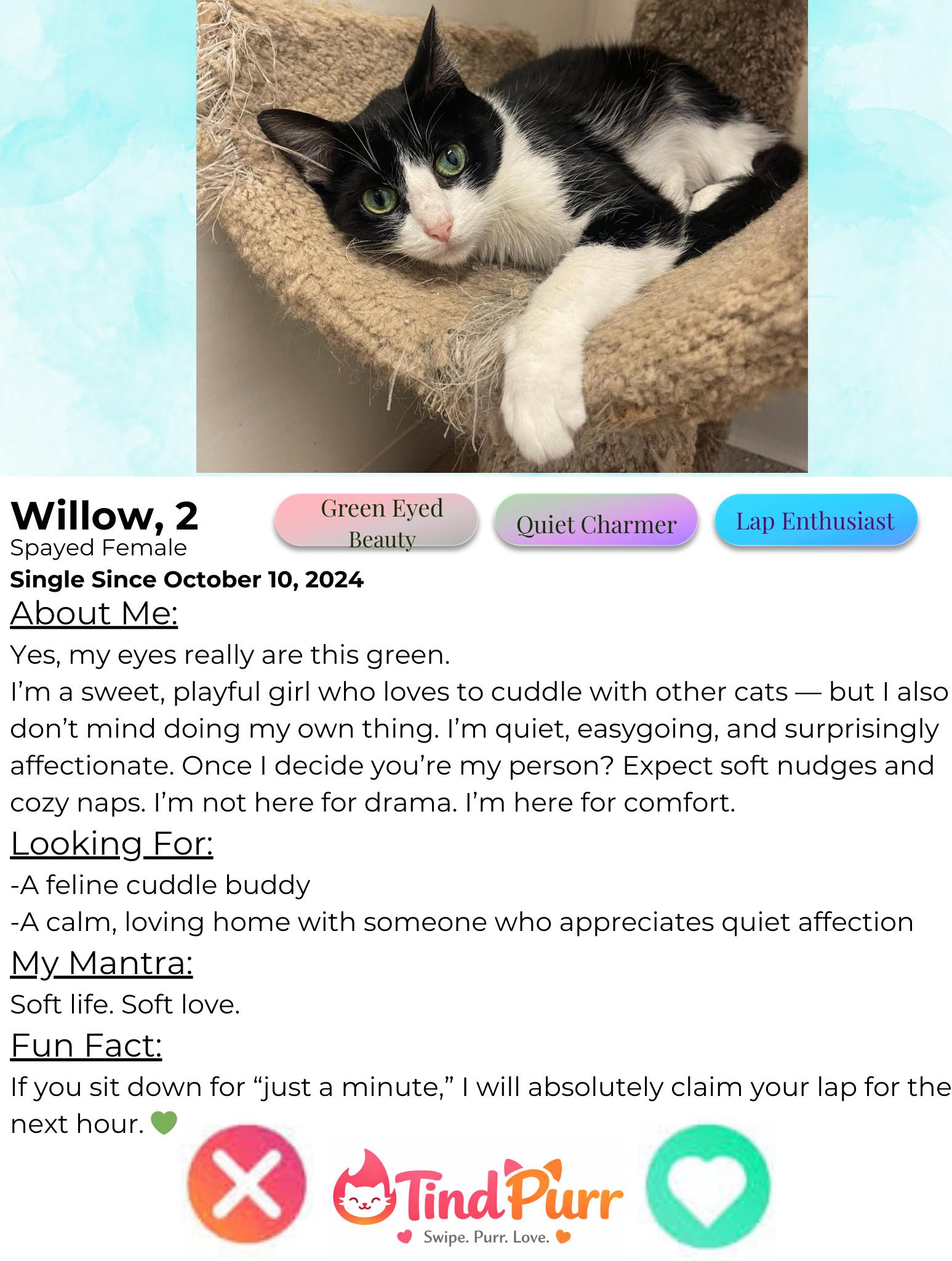 Enlarge Willow, a Adoptable Domestic Short Hair in Indiana, PA image 2/5