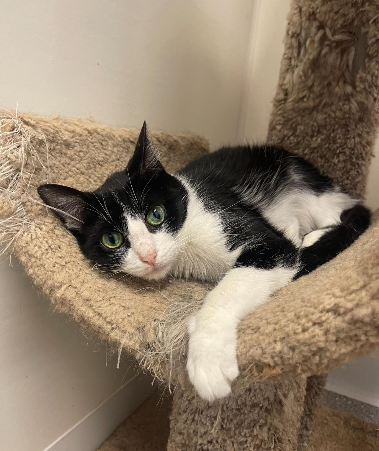 Enlarge Willow, a Adoptable Domestic Short Hair in Indiana, PA image 4/4