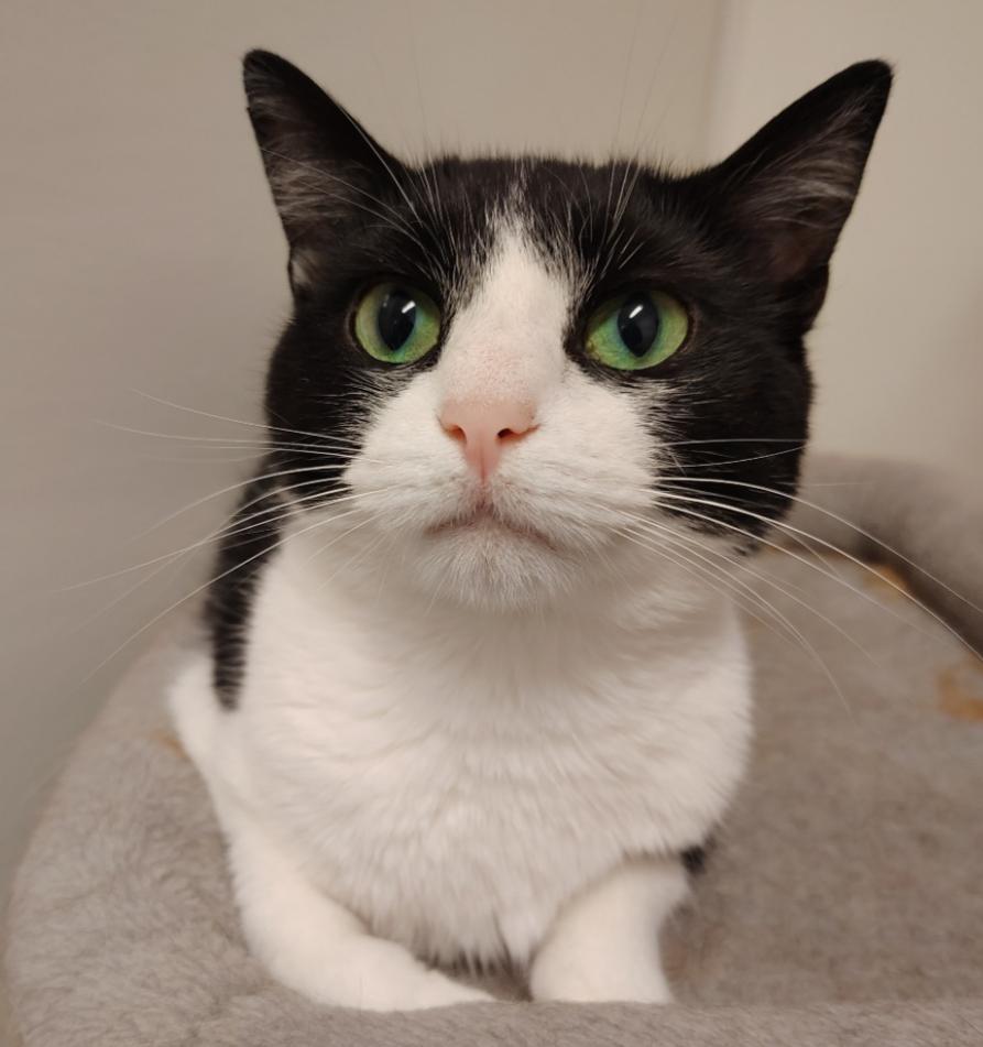 Willow, a Adoptable Domestic Short Hair in Indiana, PA image 1/6