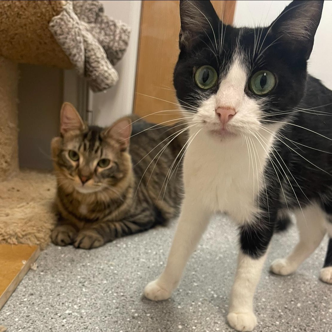 Enlarge Willow, a Adoptable Domestic Short Hair in Indiana, PA image 3/4