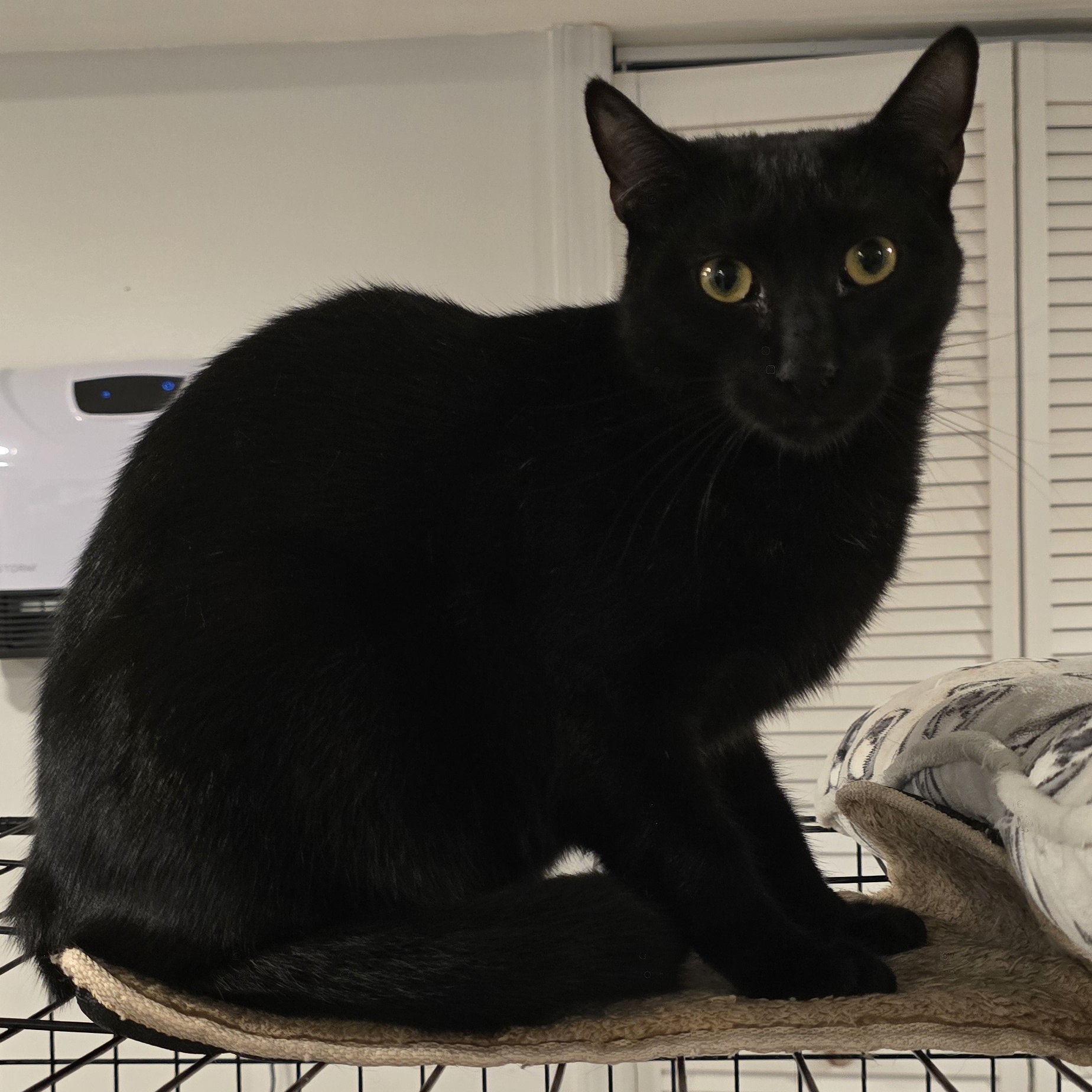 Enlarge Jafar, a Adoptable Domestic Short Hair in North Bergen, NJ image 1/4