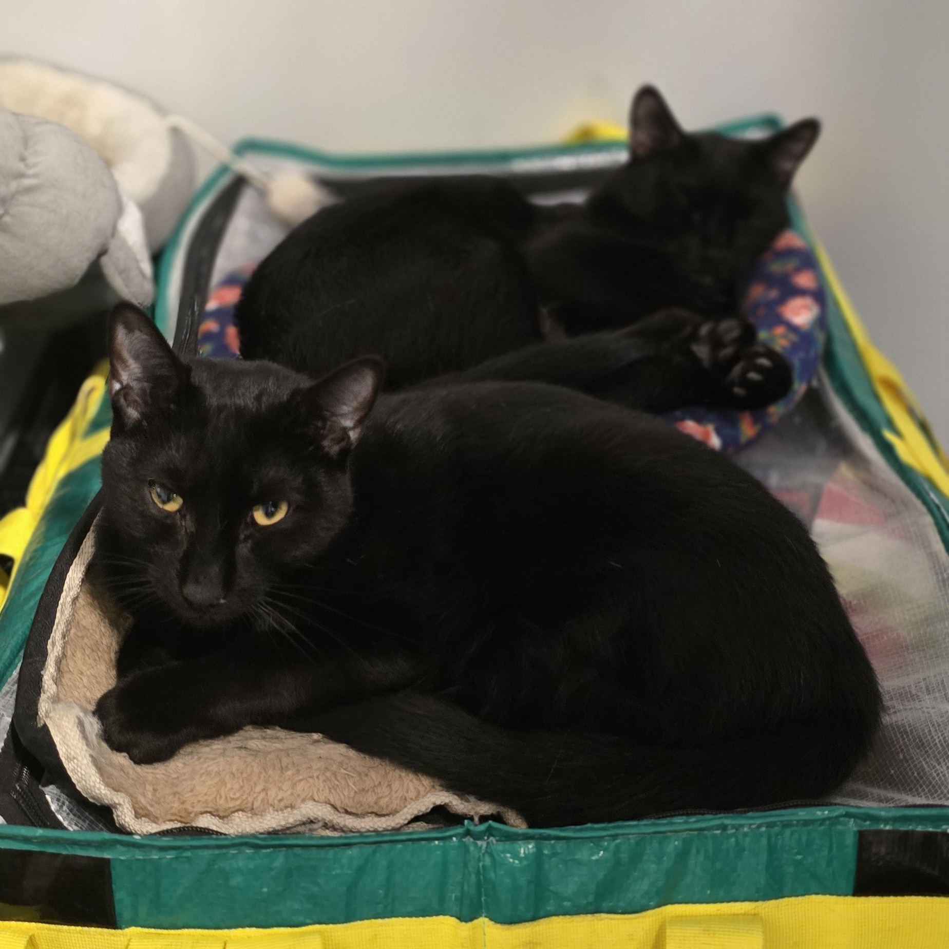 Enlarge Jafar, a Adoptable Domestic Short Hair in North Bergen, NJ image 2/4