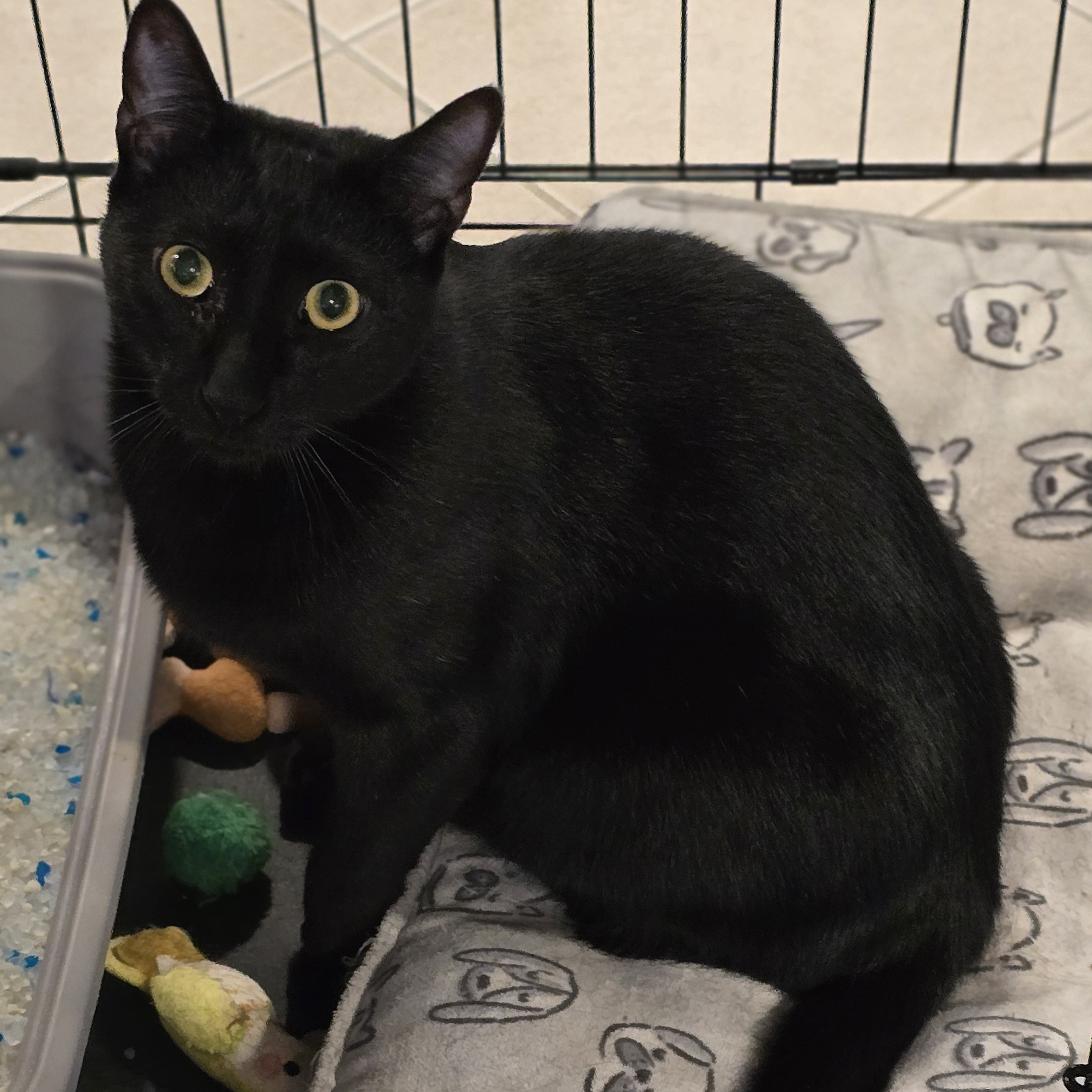 Enlarge Jafar, a Adoptable Domestic Short Hair in North Bergen, NJ image 3/4