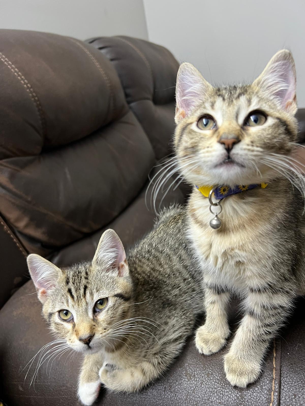 Slim Jim and Macaroon Tabby Cat