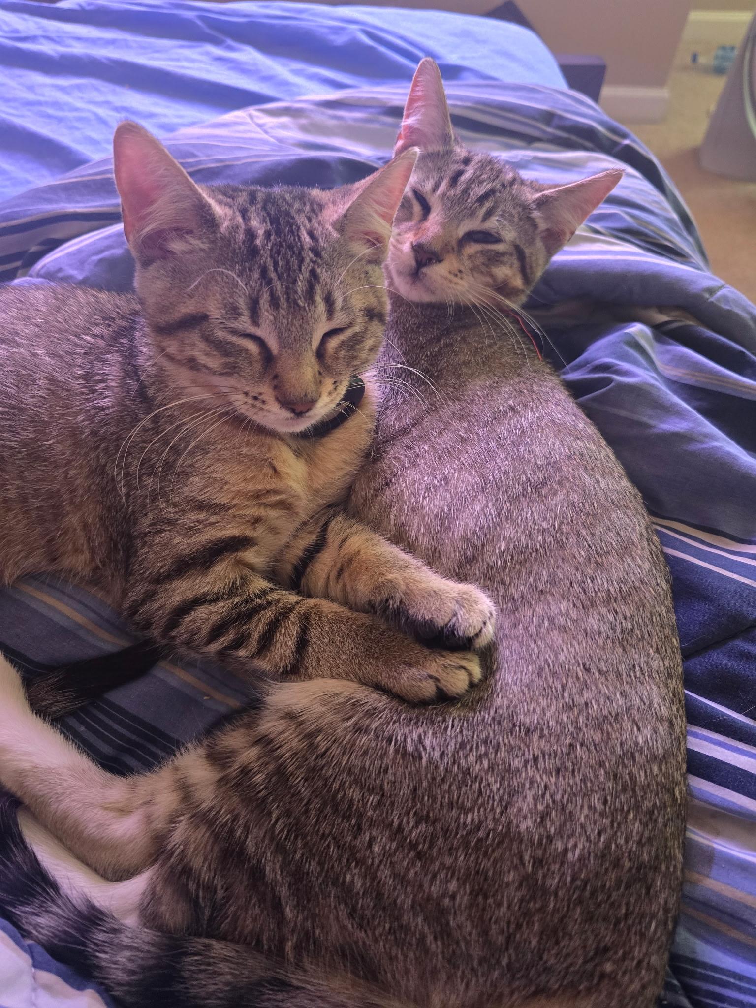 Slim Jim and Macaroon photo 2
