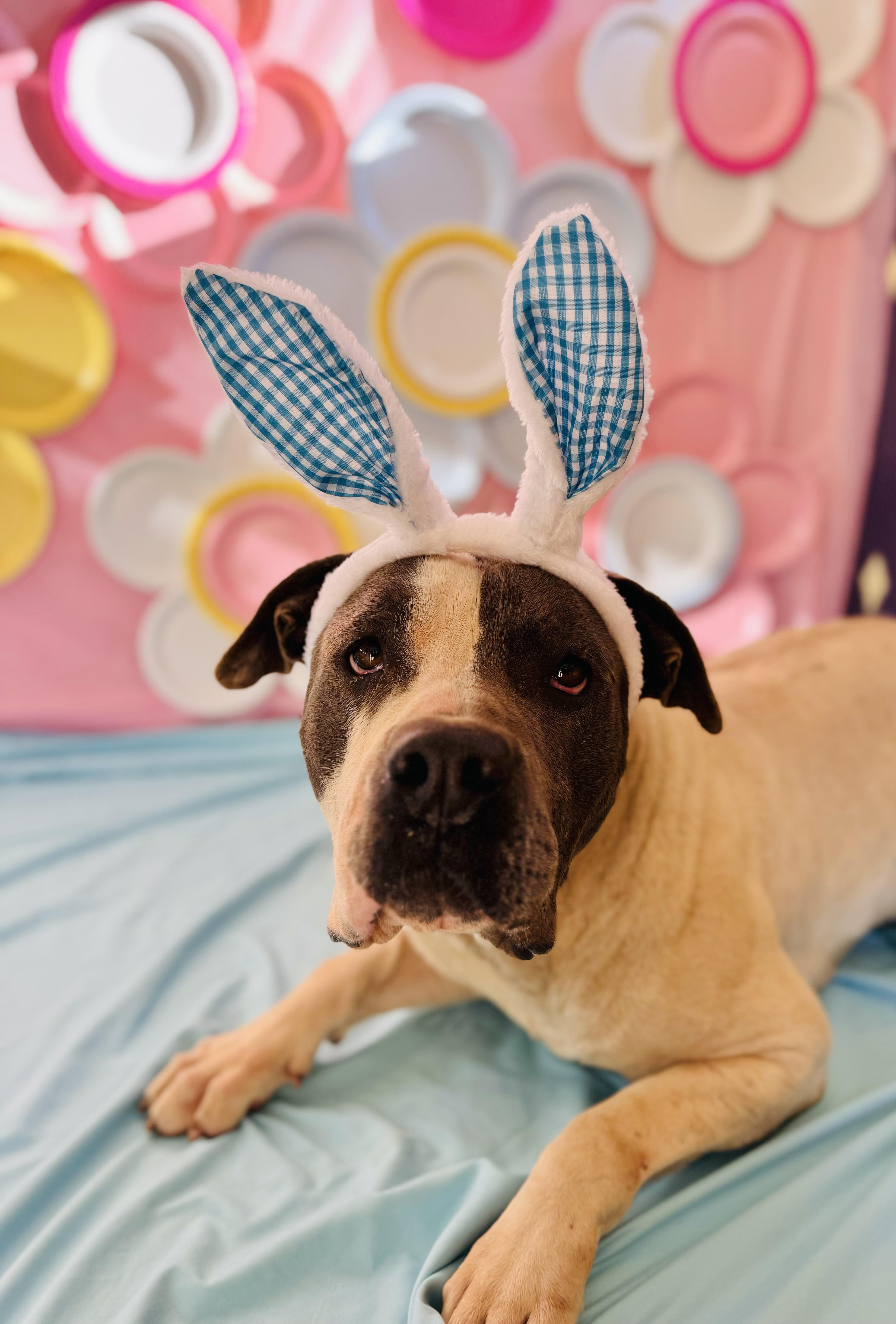 Turtle , ADOPTABLE, Adult Male Pit Bull Terrier.