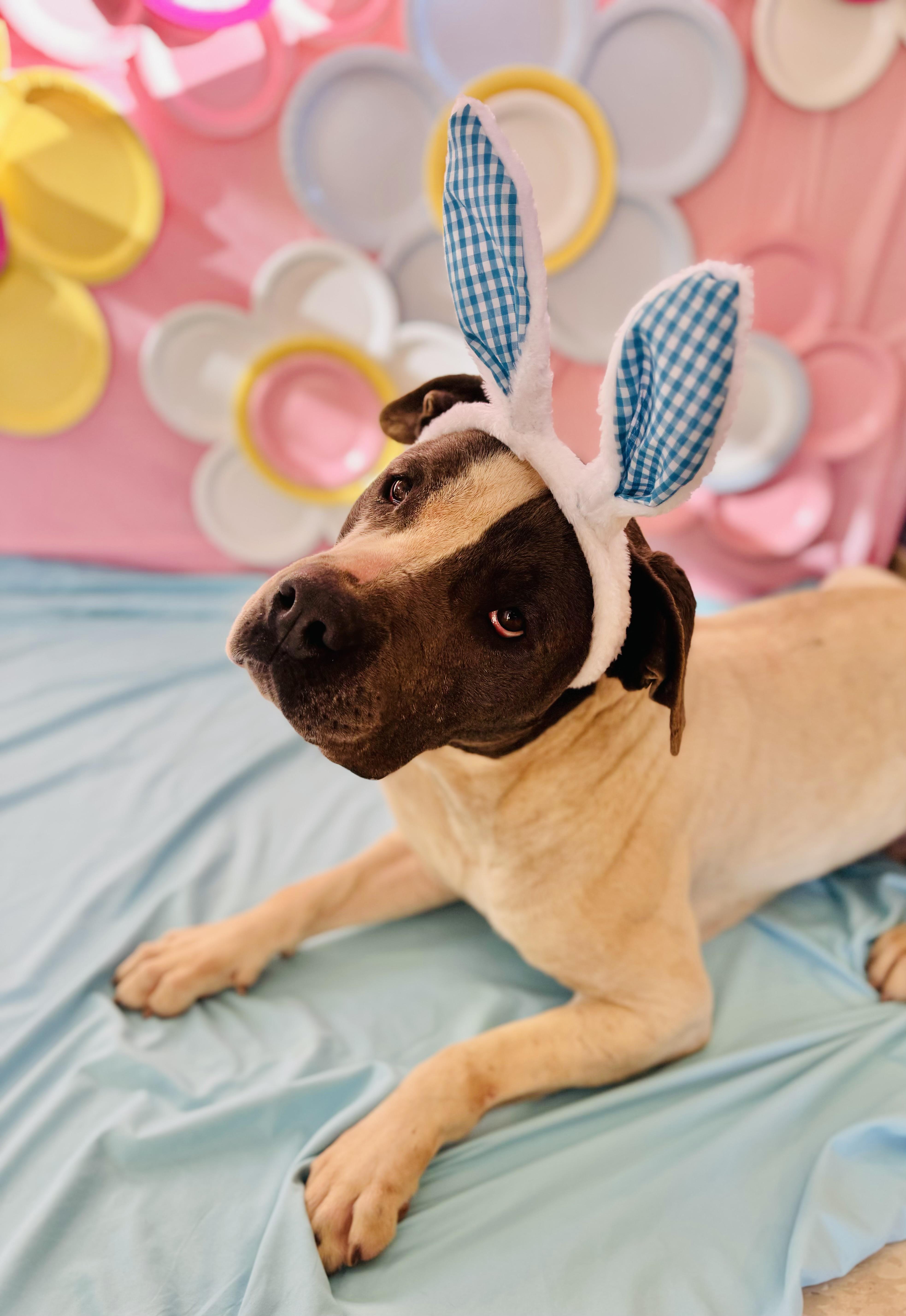 Enlarge Turtle , a ADOPTABLE Pit Bull Terrier in Chickasha, OK image 2/4