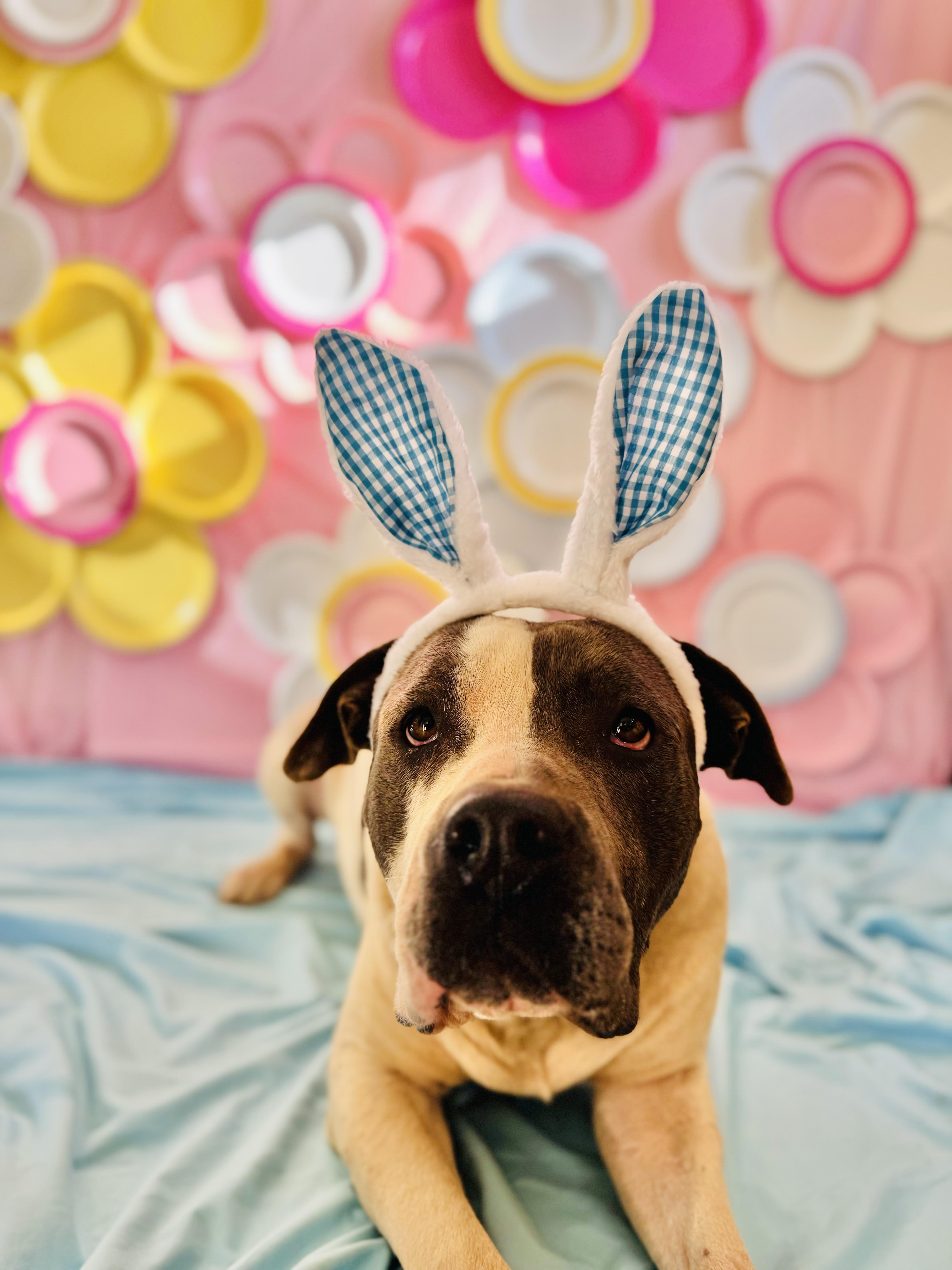 Enlarge Turtle , a ADOPTABLE Pit Bull Terrier in Chickasha, OK image 3/4