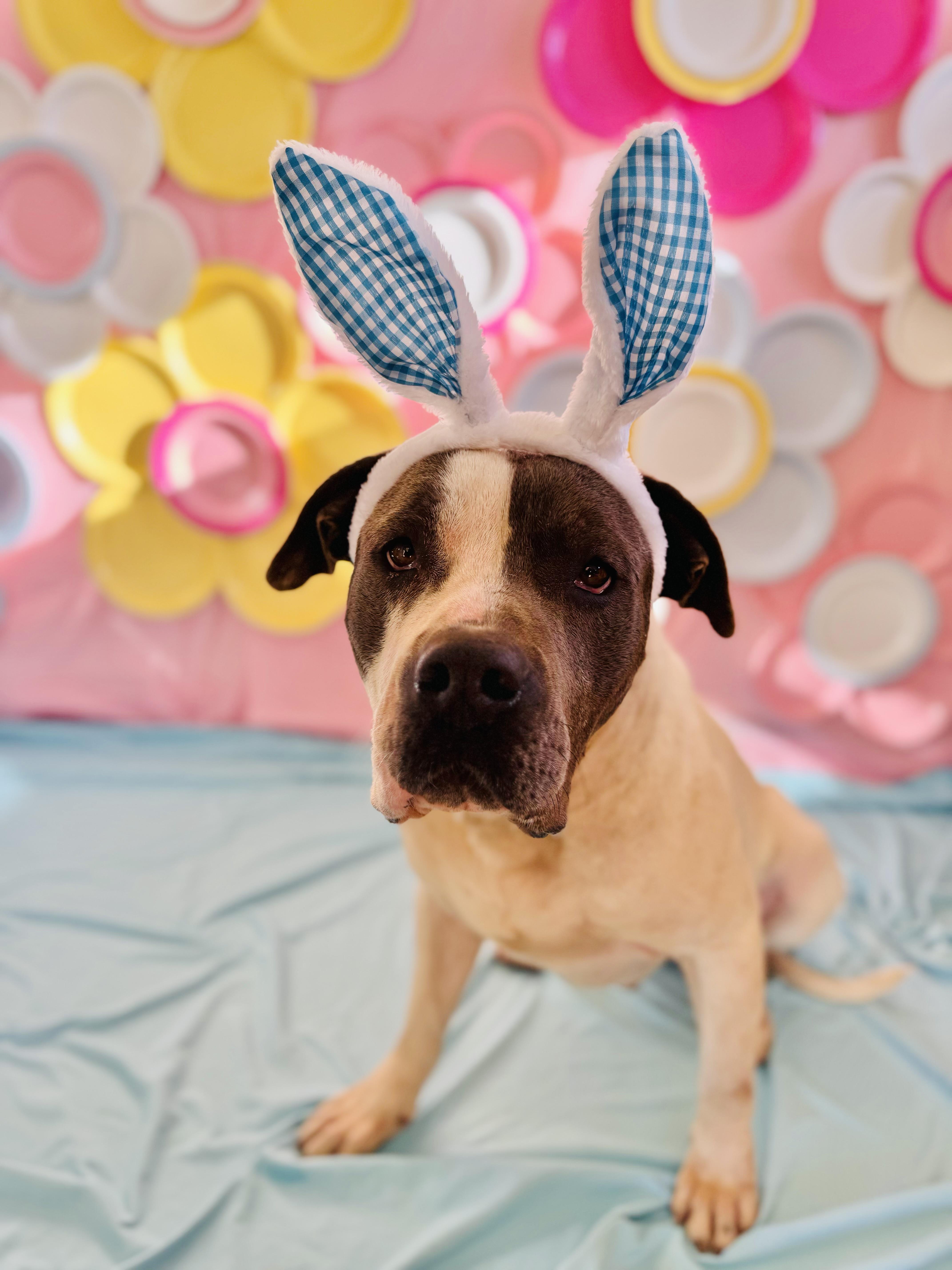 Enlarge Turtle , a ADOPTABLE Pit Bull Terrier in Chickasha, OK image 4/4