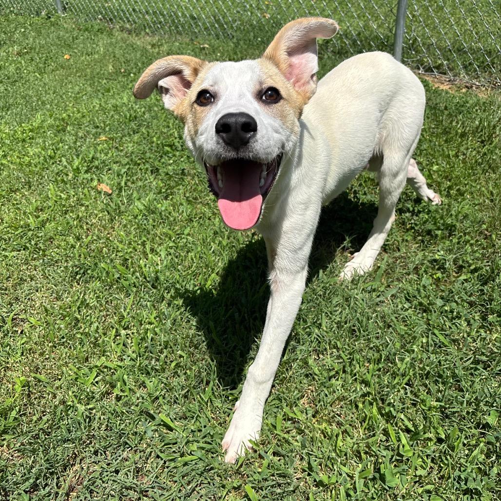 Button, Adoptable, Young Male Labrador Retriever & Mixed Breed.