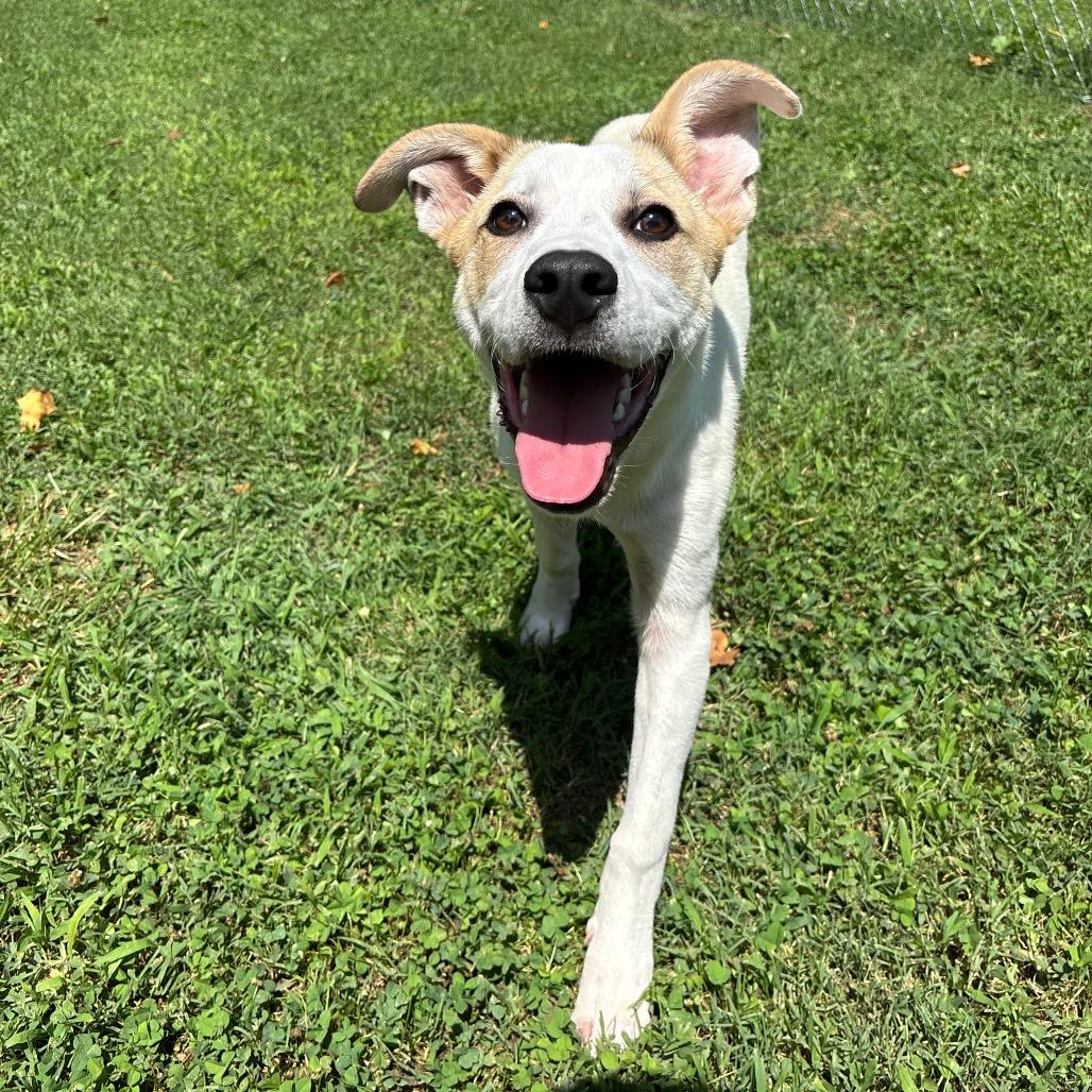 Button, a Adoptable mixed breed in Roxboro, NC image 2/6