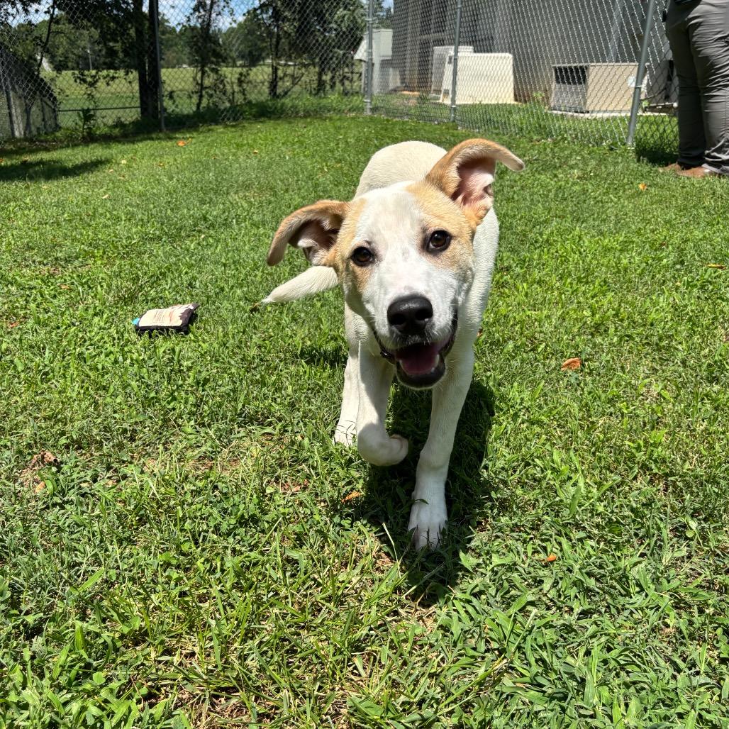 Button, a Adoptable mixed breed in Roxboro, NC image 3/6