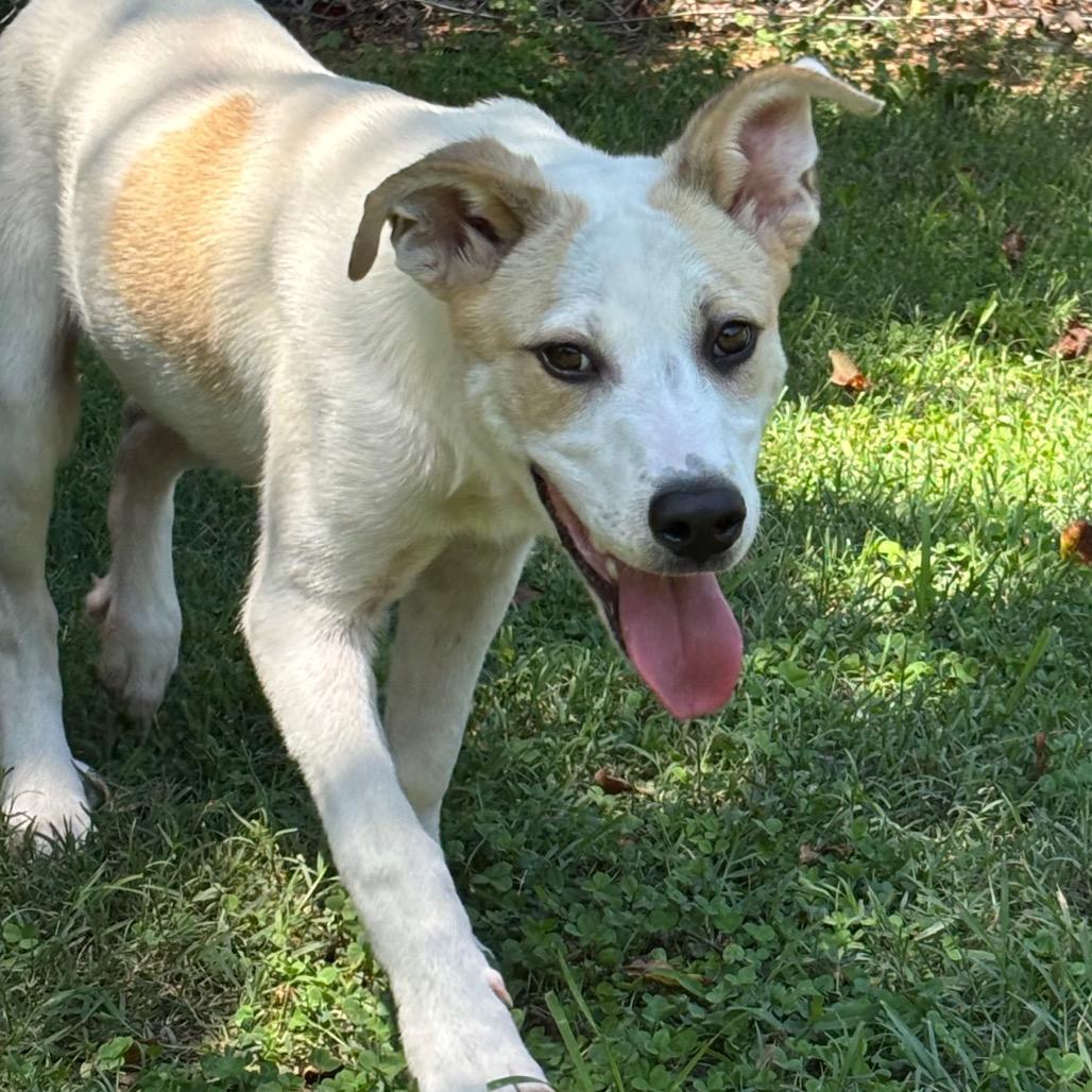 Button, a Adoptable mixed breed in Roxboro, NC image 5/6