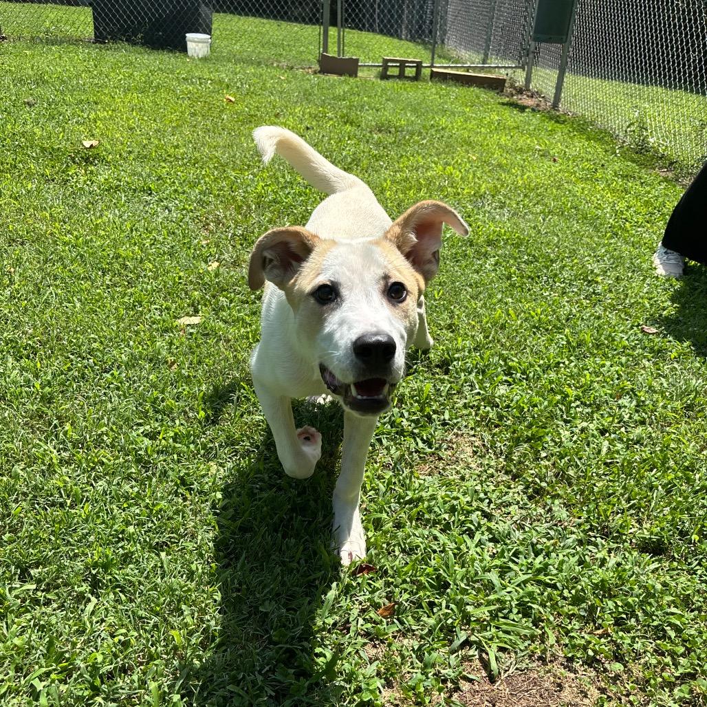 Button, a Adoptable mixed breed in Roxboro, NC image 6/6