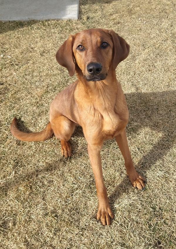 Enzo 45653, Adoptable, Young Male Redbone Coonhound.