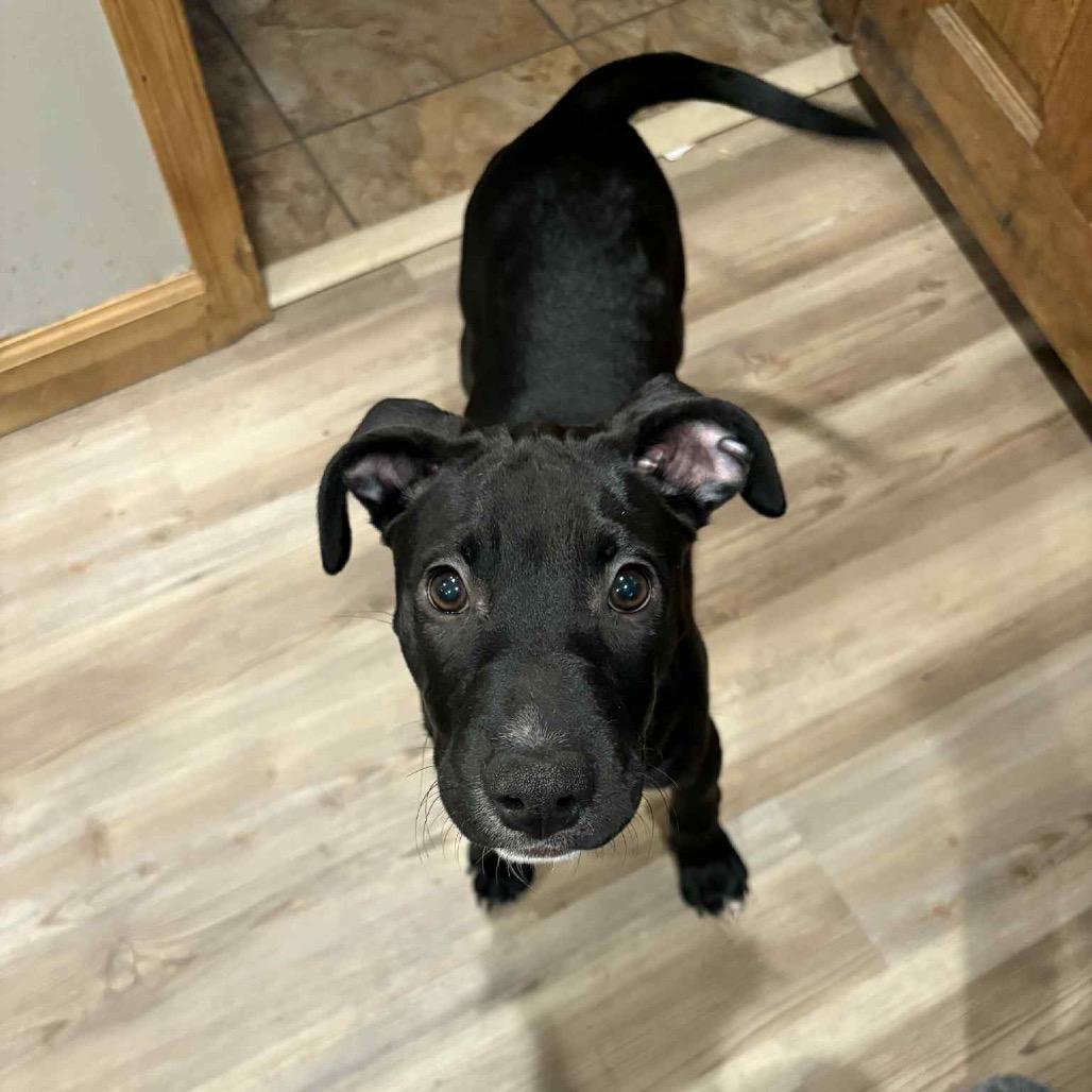 Bubbles, Adoptable, Young Female Mixed Breed.