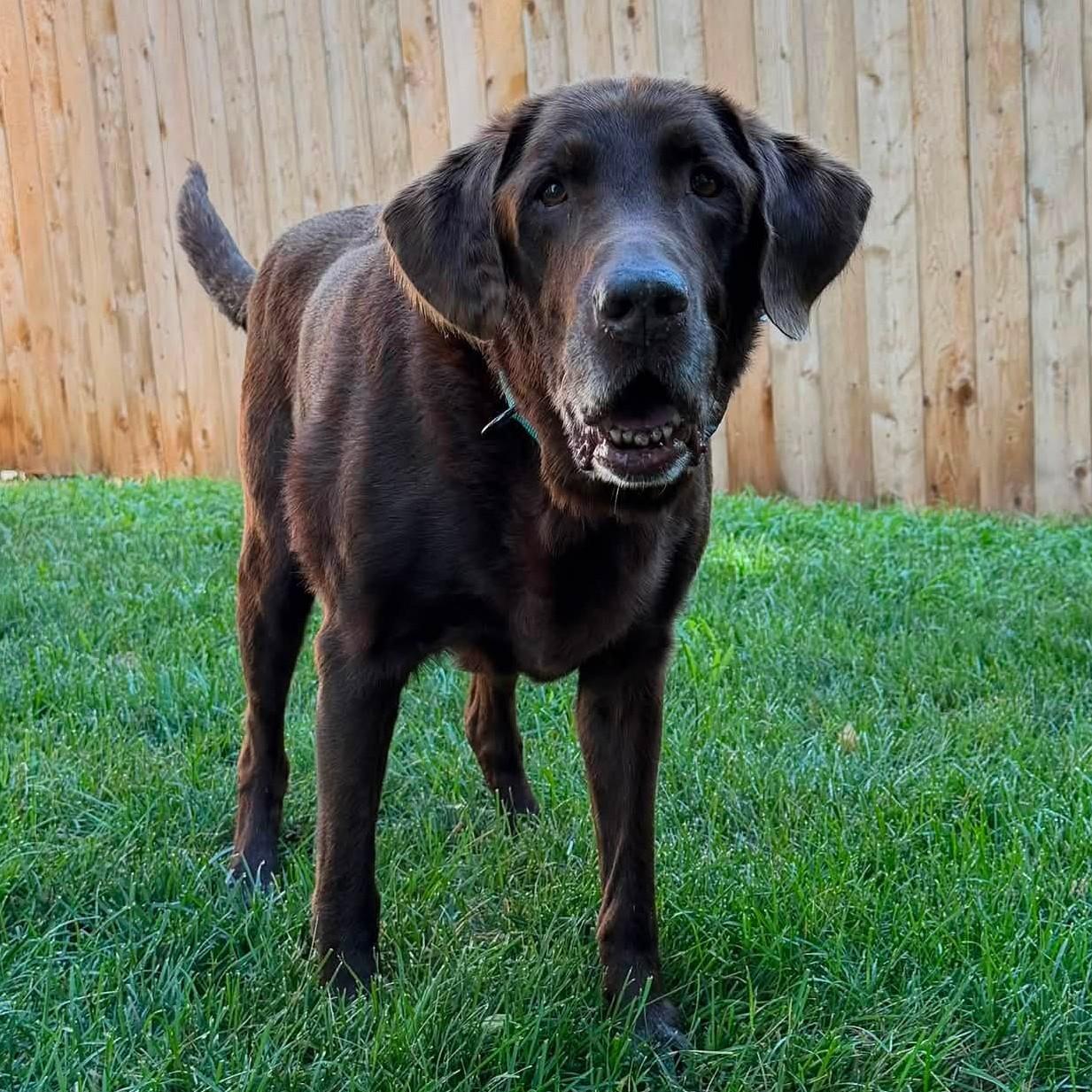 Enlarge Reno, a ADOPTABLE Chocolate Labrador Retriever in Shawnee, KS image 1/2