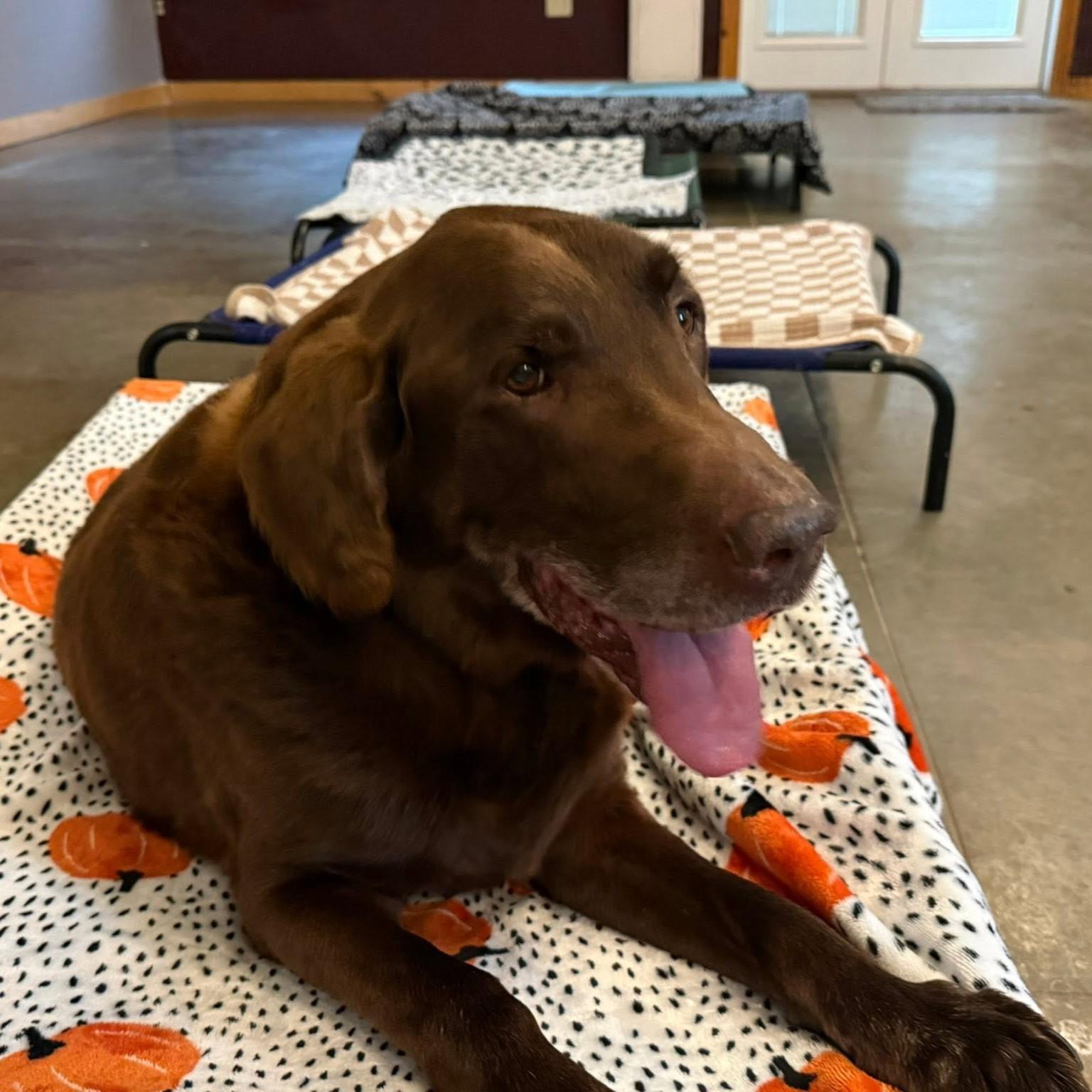 Enlarge Reno, a ADOPTABLE Chocolate Labrador Retriever in Shawnee, KS image 2/2