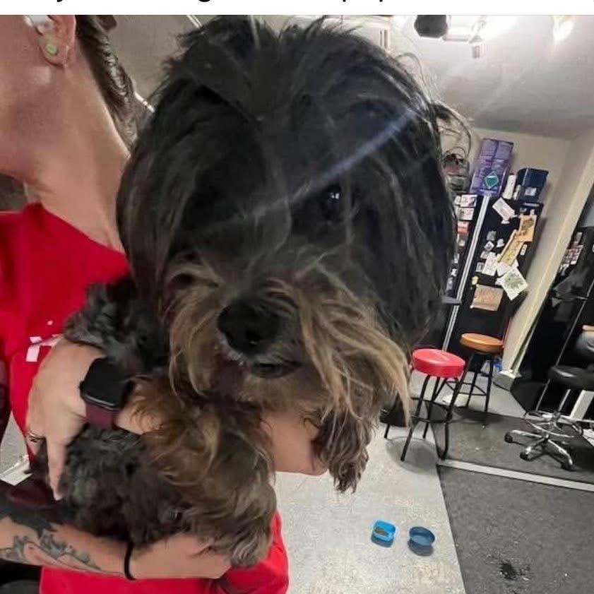 Milrany, Adoptable, Adult Female Shih Tzu.
