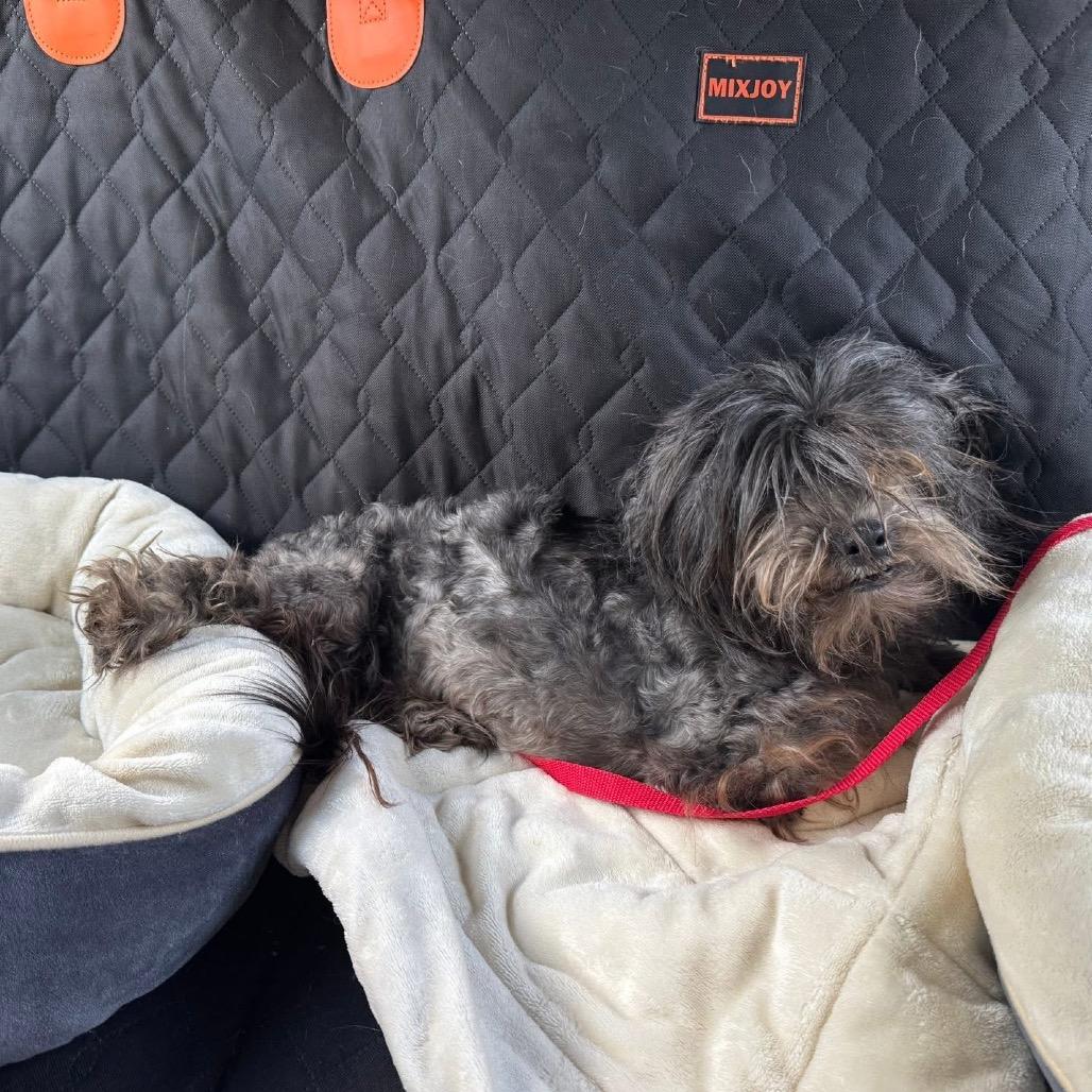 Enlarge Milrany, a Adoptable Shih Tzu in Allen, TX image 2/6