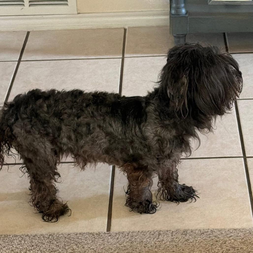 Enlarge Milrany, a Adoptable Shih Tzu in Allen, TX image 3/6
