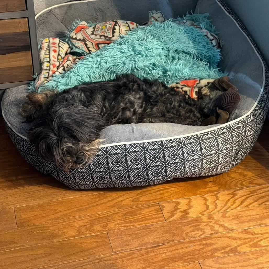 Enlarge Milrany, a Adoptable Shih Tzu in Allen, TX image 4/6