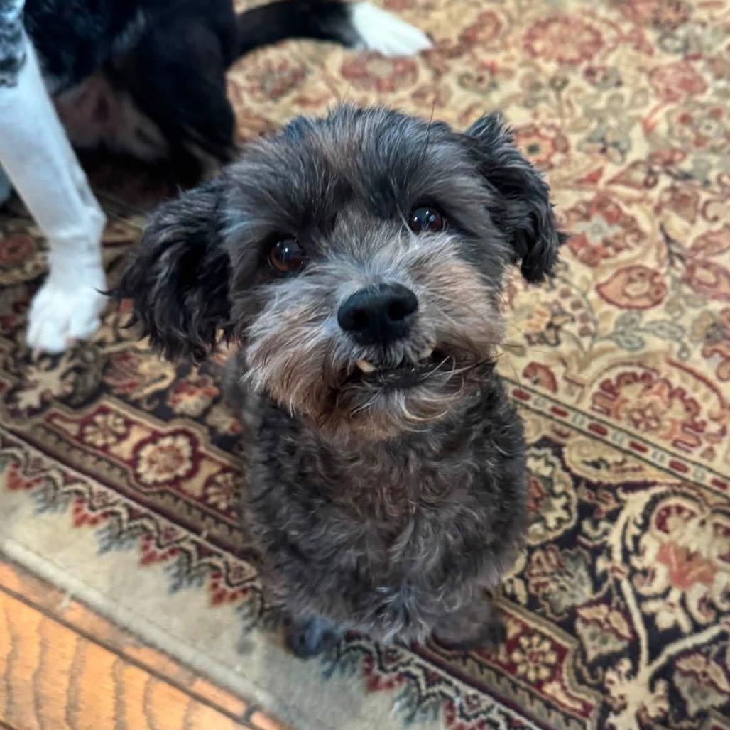 Enlarge Milrany, a Adoptable Shih Tzu in Allen, TX image 5/6
