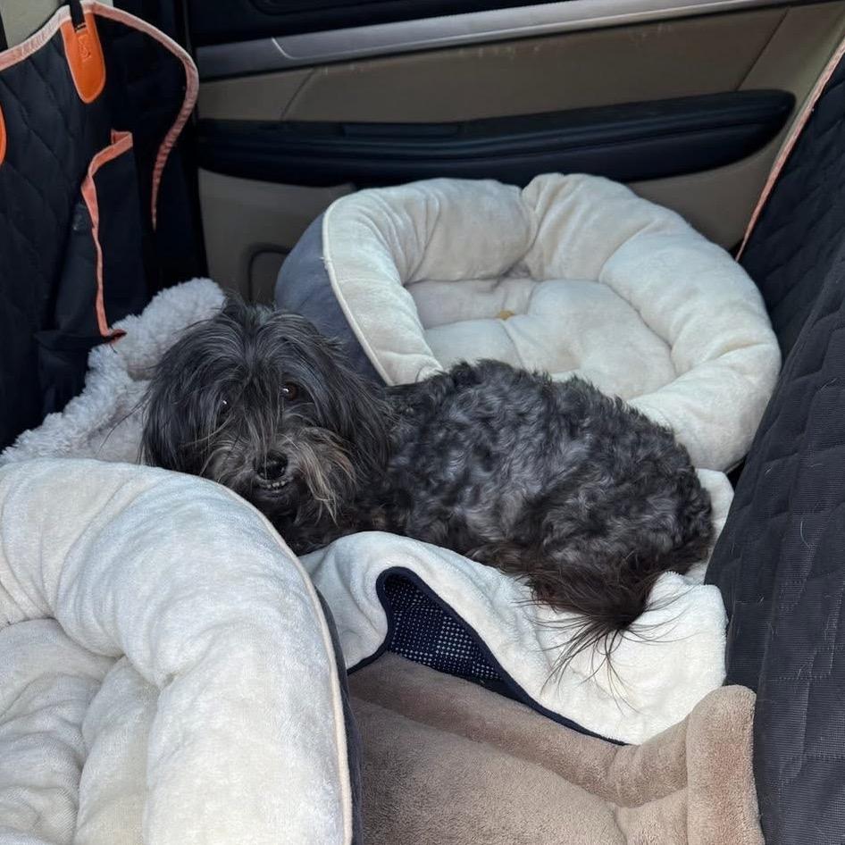 Enlarge Milrany, a Adoptable Shih Tzu in Allen, TX image 6/6