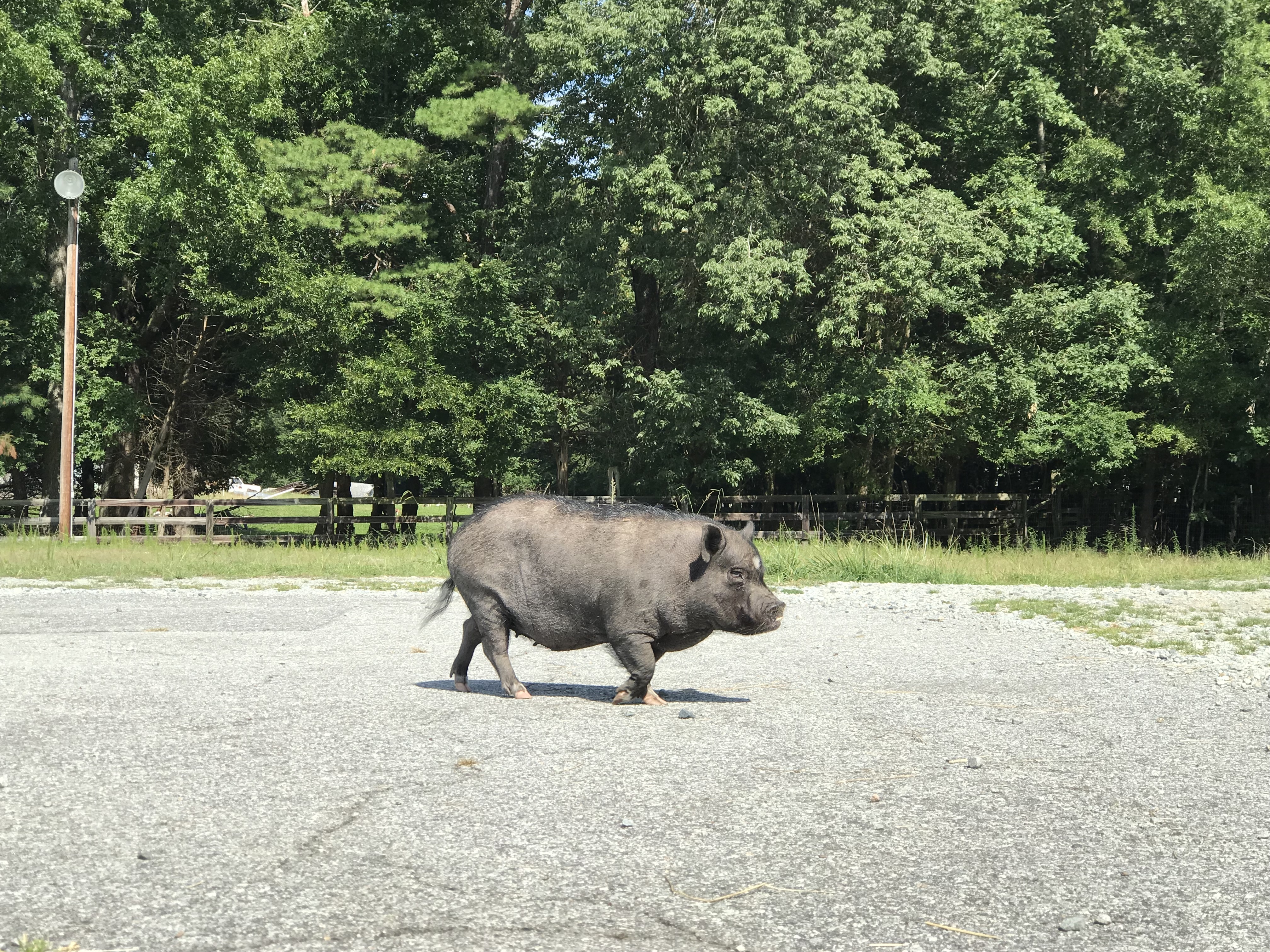 Enlarge Blue, a Adoptable Pot Bellied in Durham, NC image 1/12