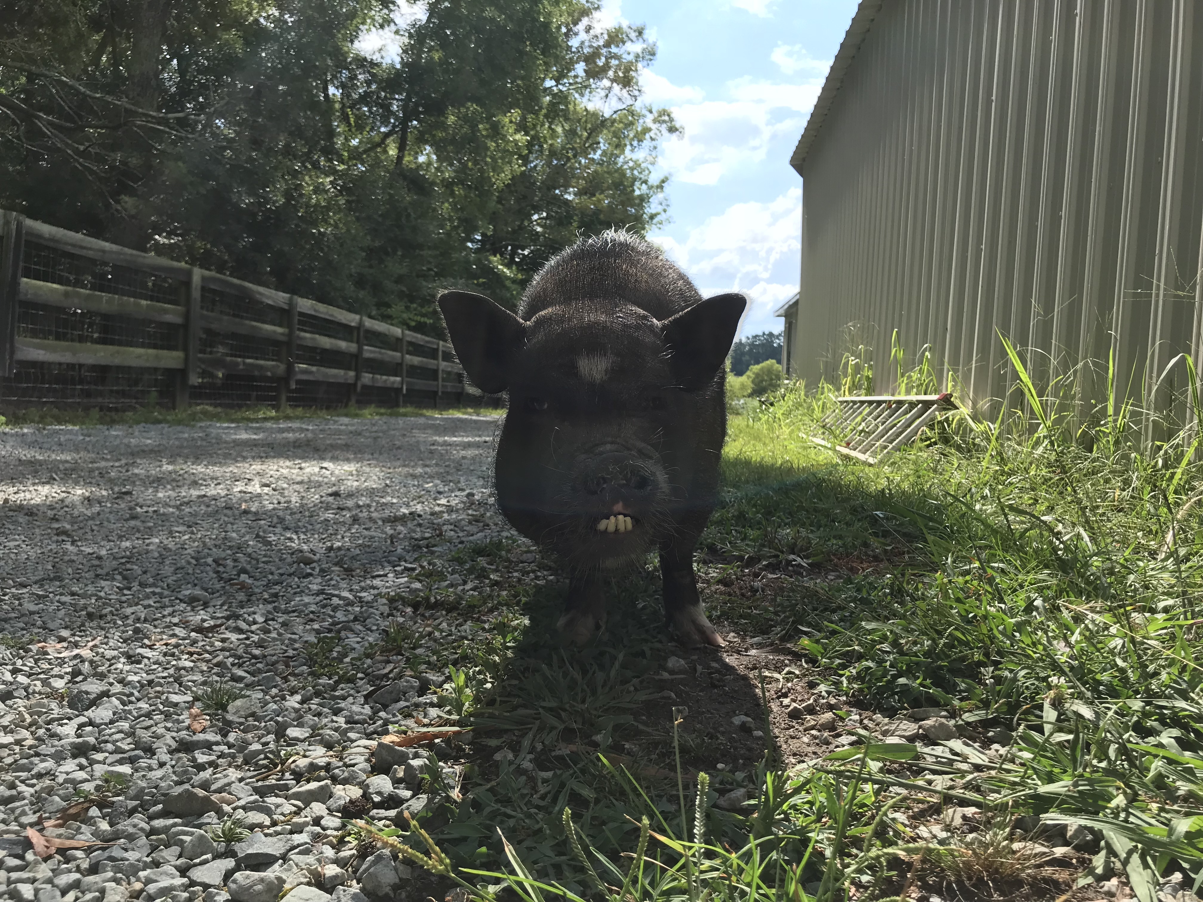 Enlarge Blue, a Adoptable Pot Bellied in Durham, NC image 2/12