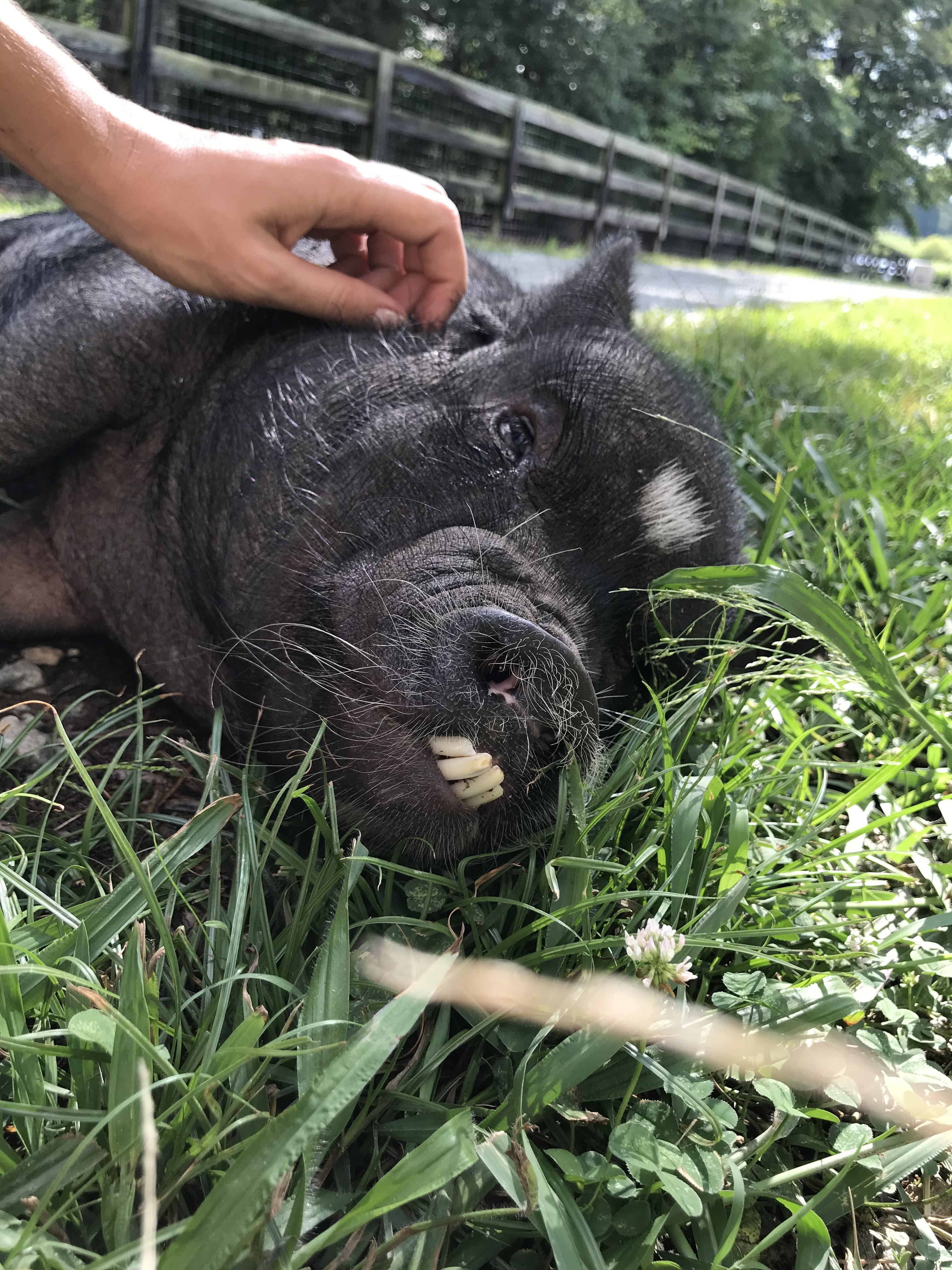 Enlarge Blue, a Adoptable Pot Bellied in Durham, NC image 3/12