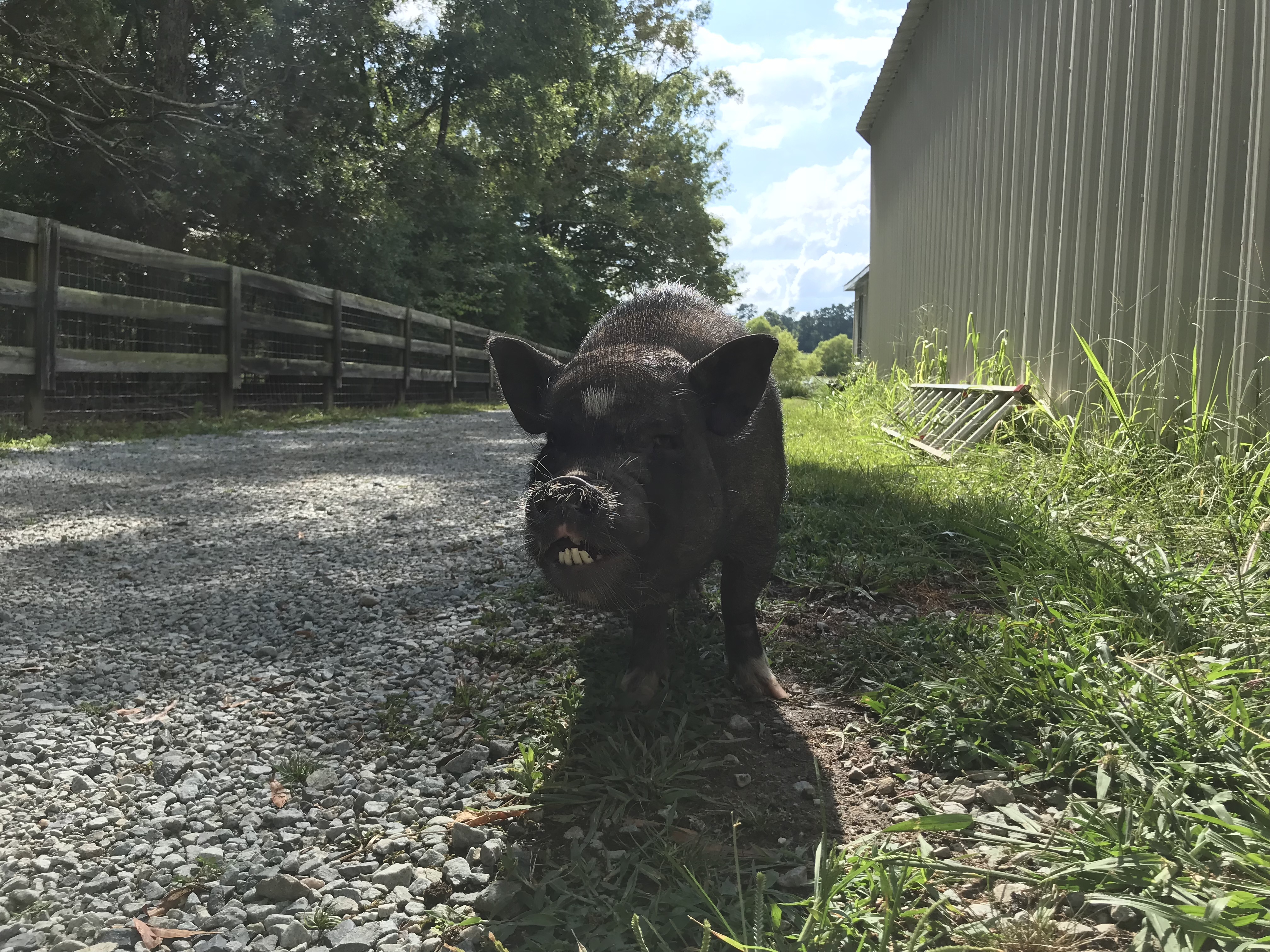 Enlarge Blue, a Adoptable Pot Bellied in Durham, NC image 4/12