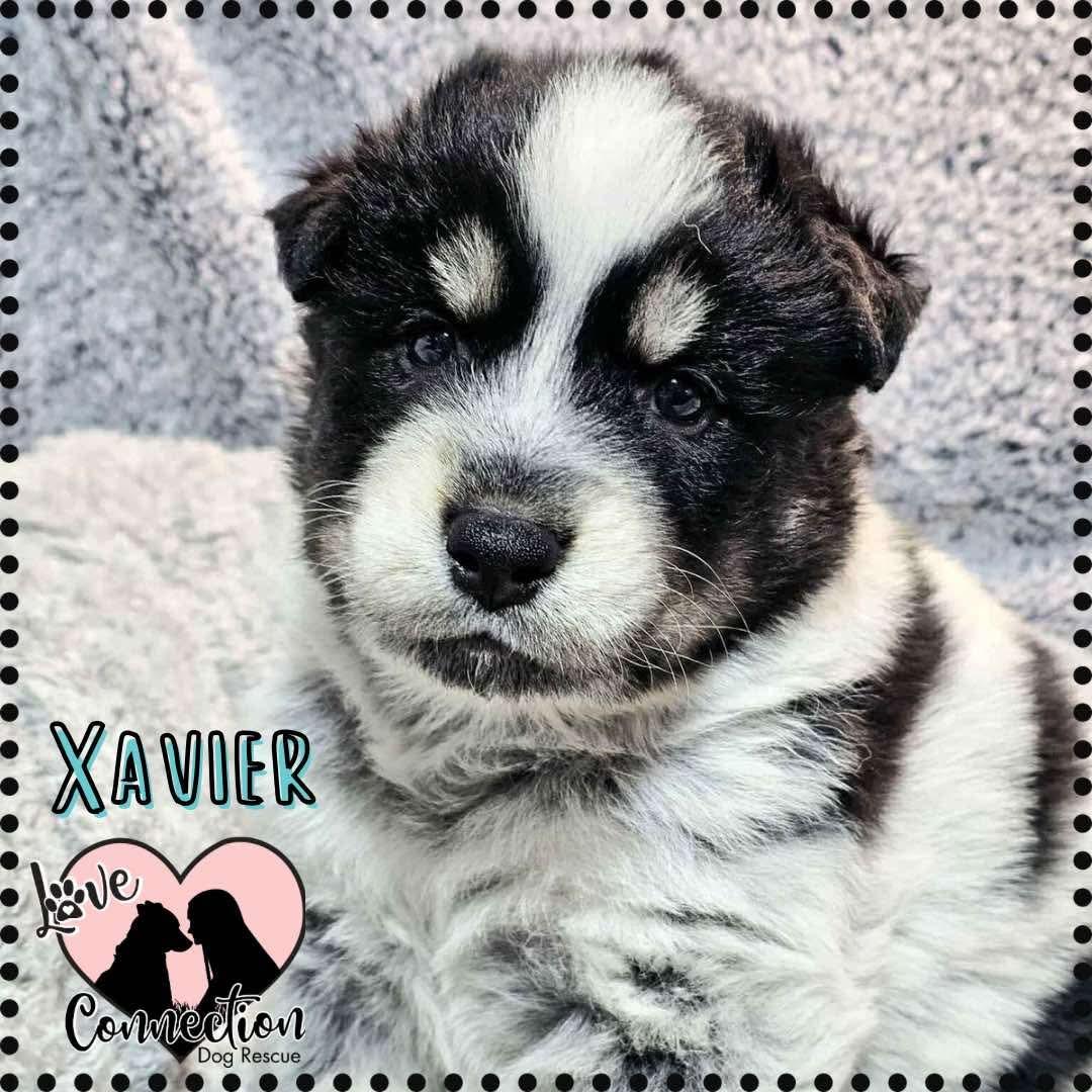 Xavier, Baby Male Siberian Husky