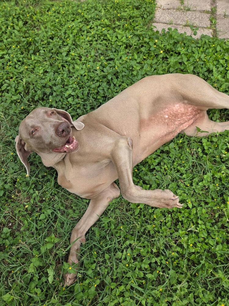 Lucy, a Adoptable Weimaraner in Dallas, TX image 1/6