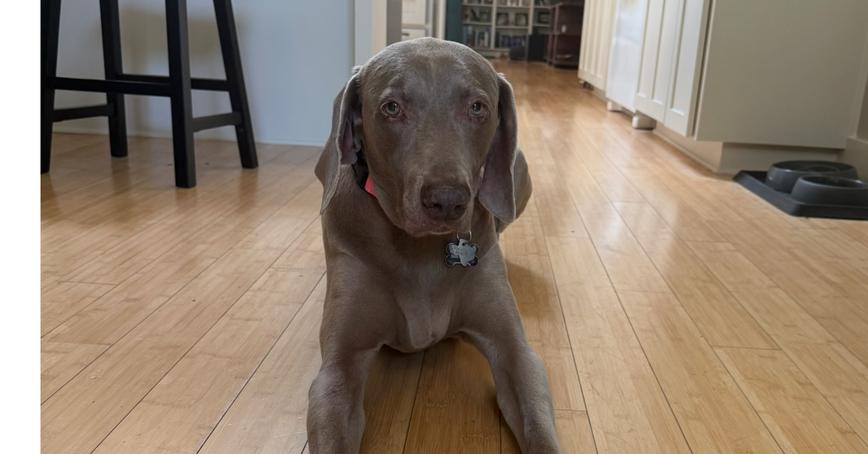 Lucy, a Adoptable Weimaraner in Dallas, TX image 2/6