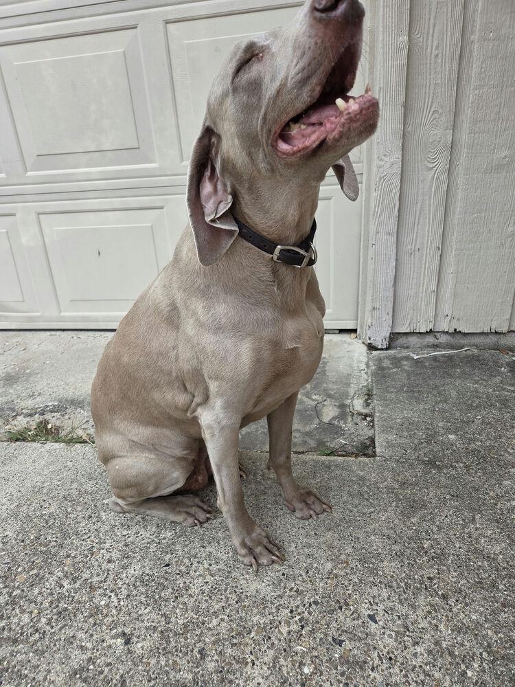 Lucy, a Adoptable Weimaraner in Dallas, TX image 3/6