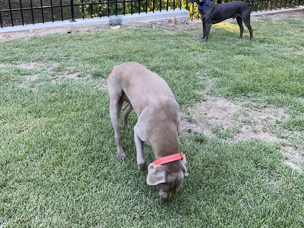 Lucy, a Adoptable Weimaraner in Dallas, TX image 4/6