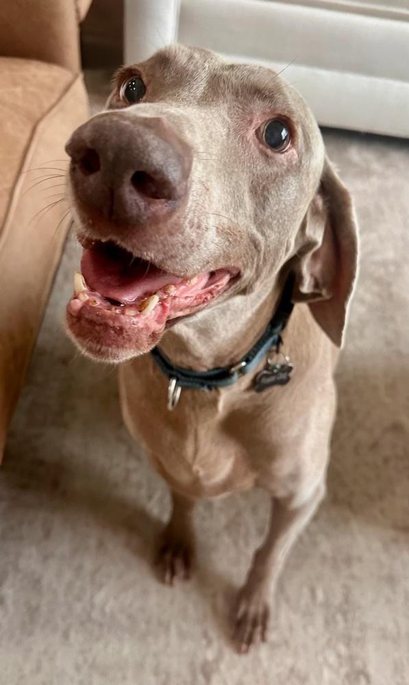 Lucy, a Adoptable Weimaraner in Dallas, TX image 5/6