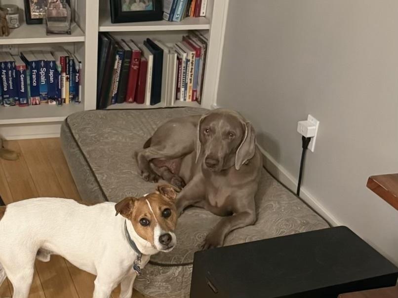 Lucy, a Adoptable Weimaraner in Dallas, TX image 6/6