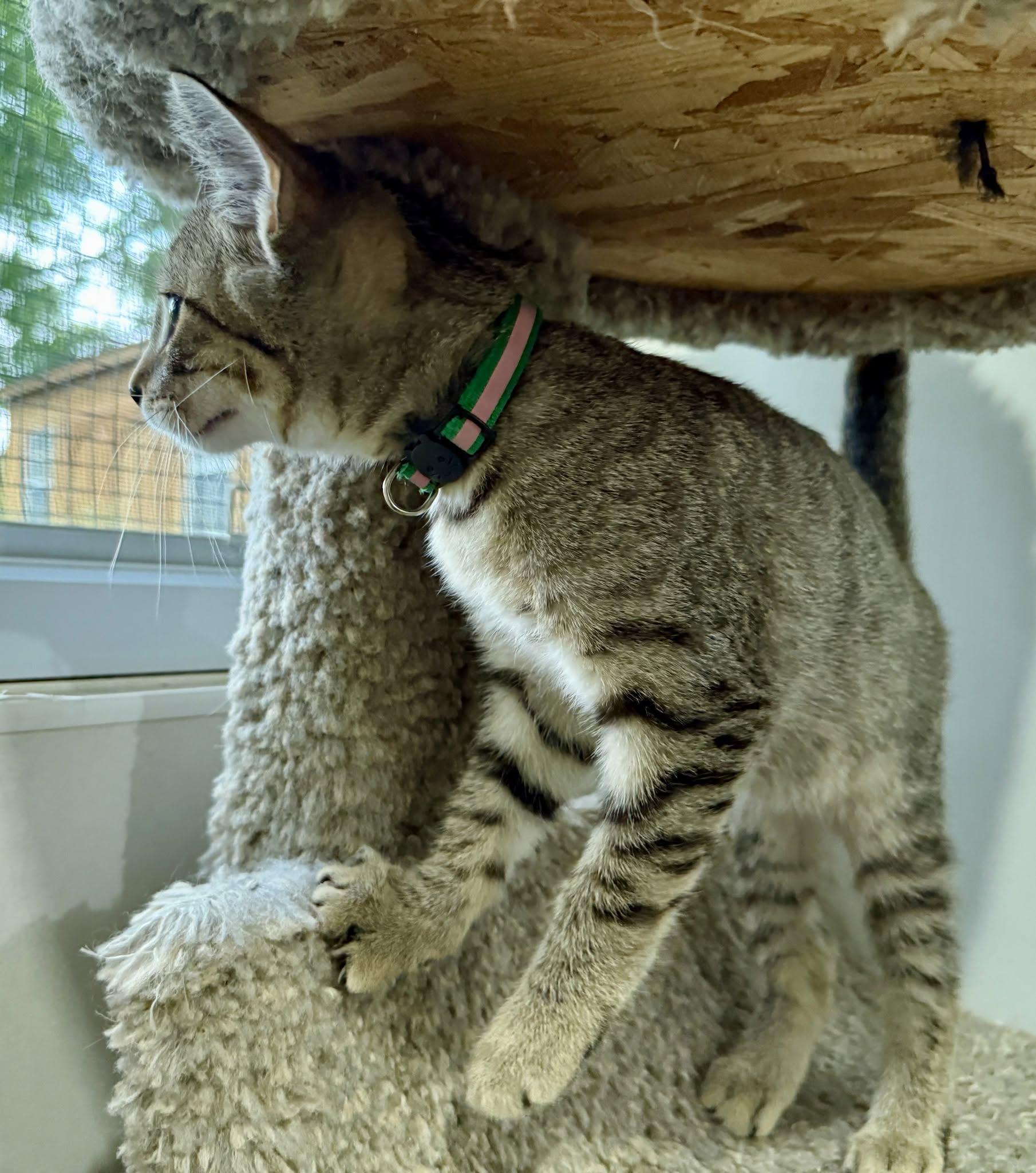 Coy Denver, a ADOPTABLE Domestic Short Hair in Ashland, OH image 2/4