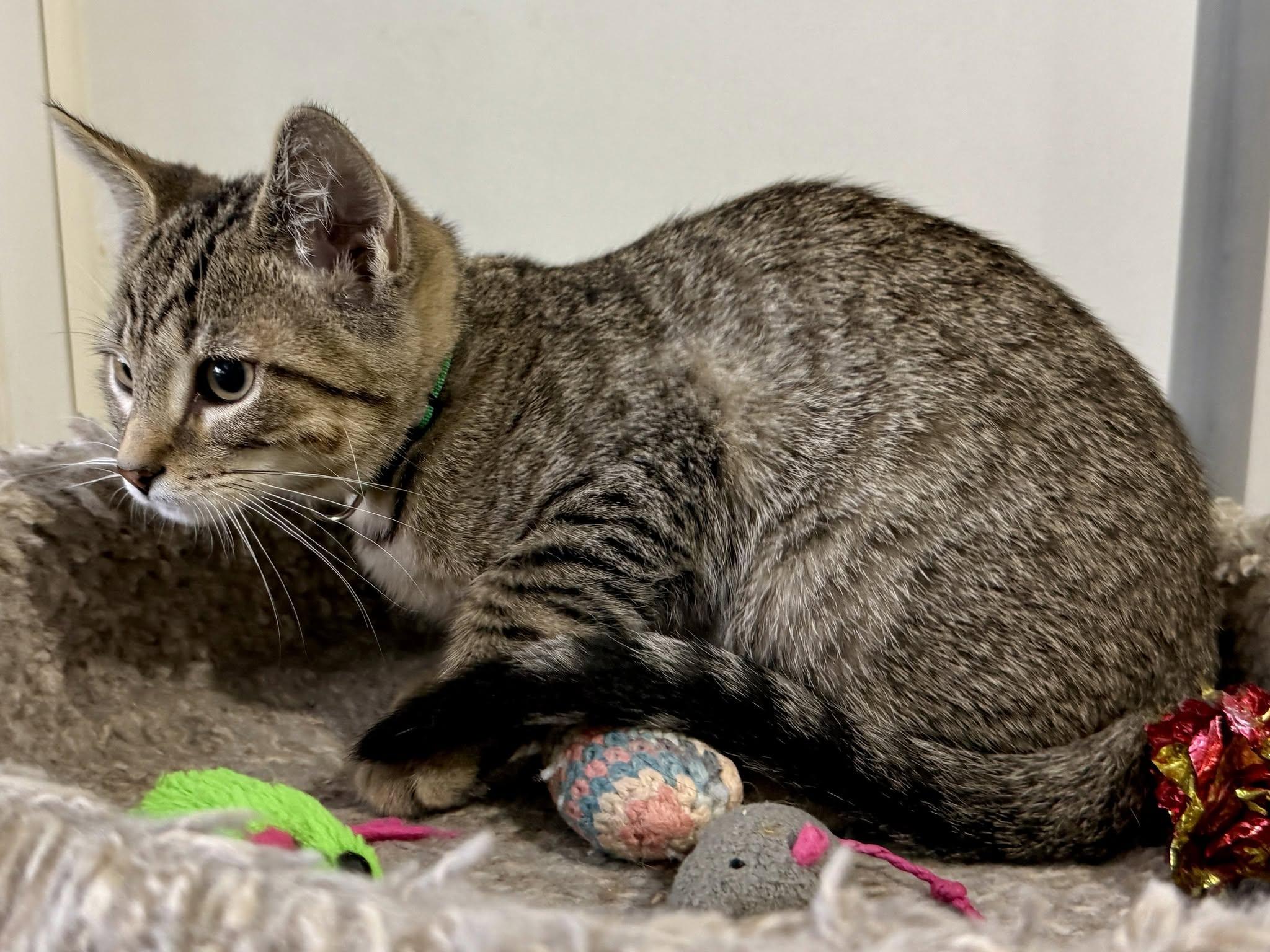 Coy Denver, a ADOPTABLE Domestic Short Hair in Ashland, OH image 3/4