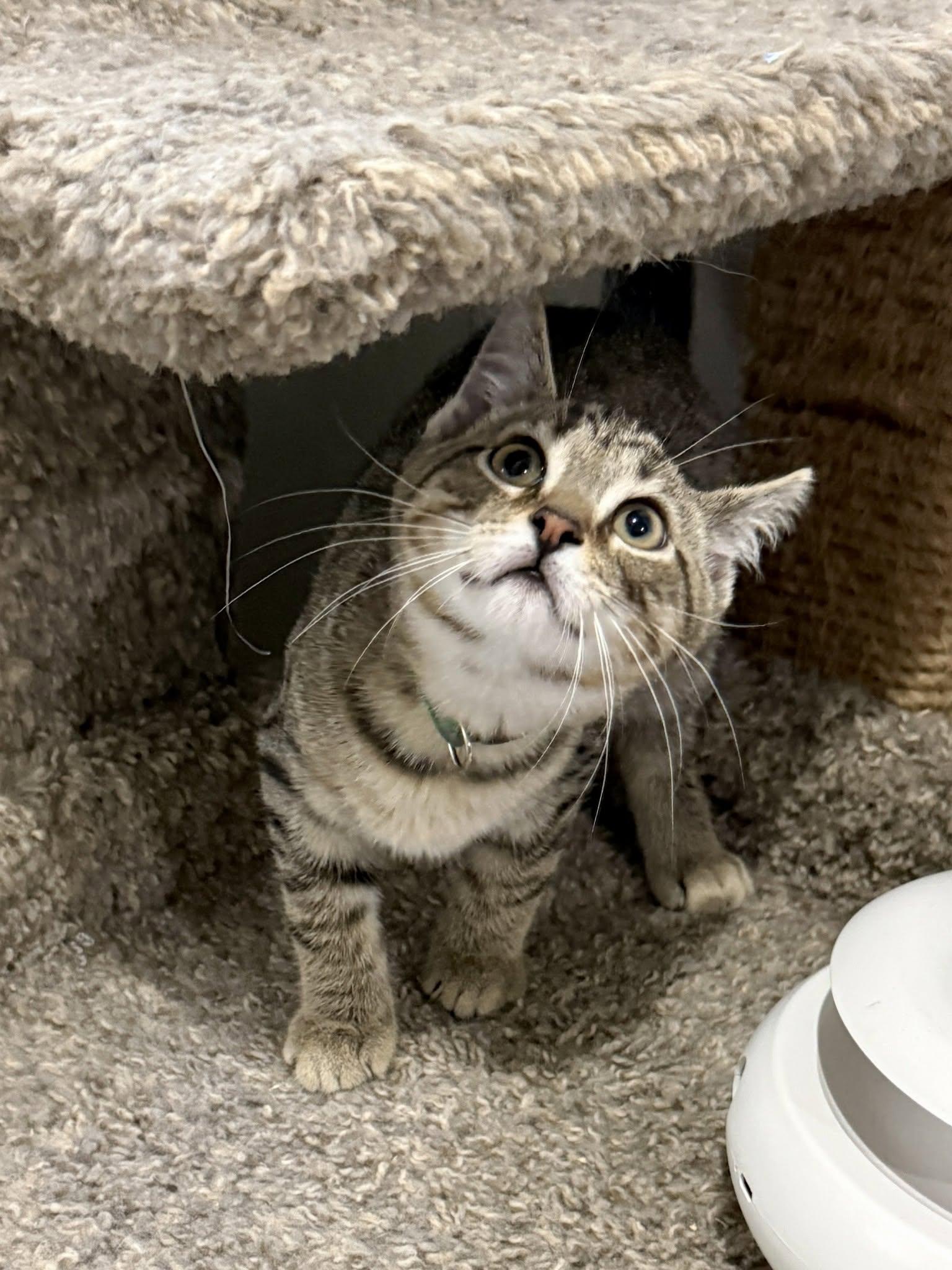 Coy Denver, ADOPTABLE, Kitten Male Domestic Short Hair.