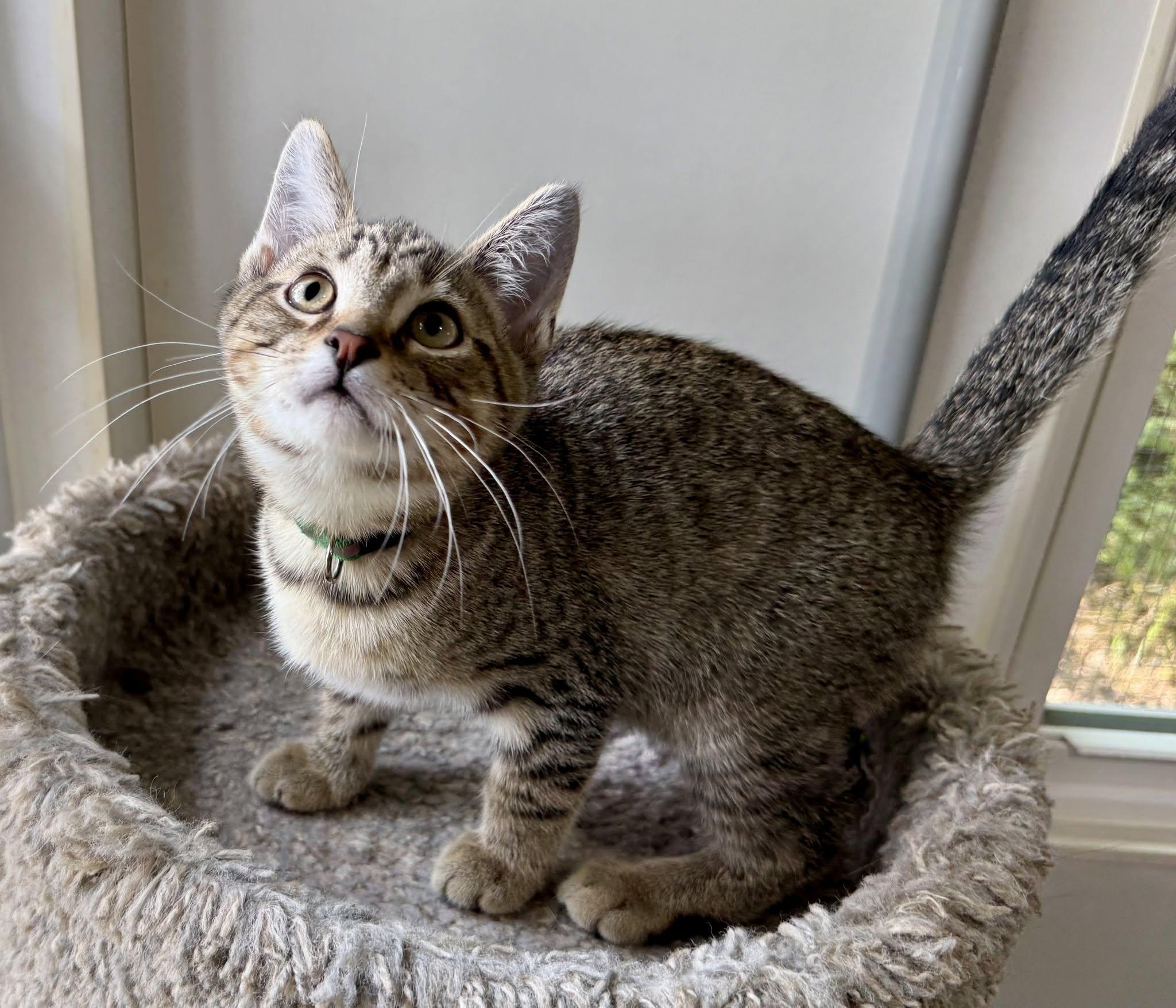 Coy Denver, a ADOPTABLE Domestic Short Hair in Ashland, OH image 4/4