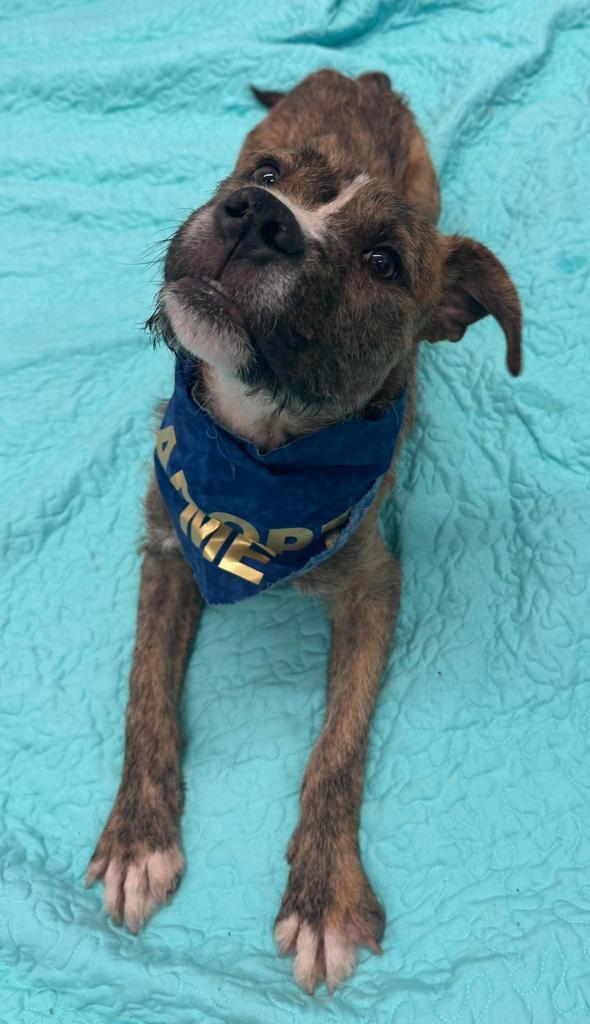Ace of Base, Adoptable, Puppy Male Wirehaired Terrier & Mixed Breed.