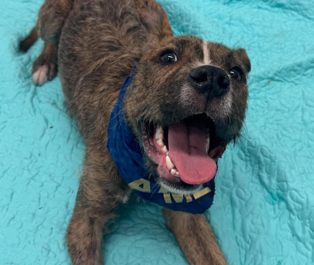 Enlarge Ace of Base, a Adoptable mixed breed in Detroit, MI image 2/6